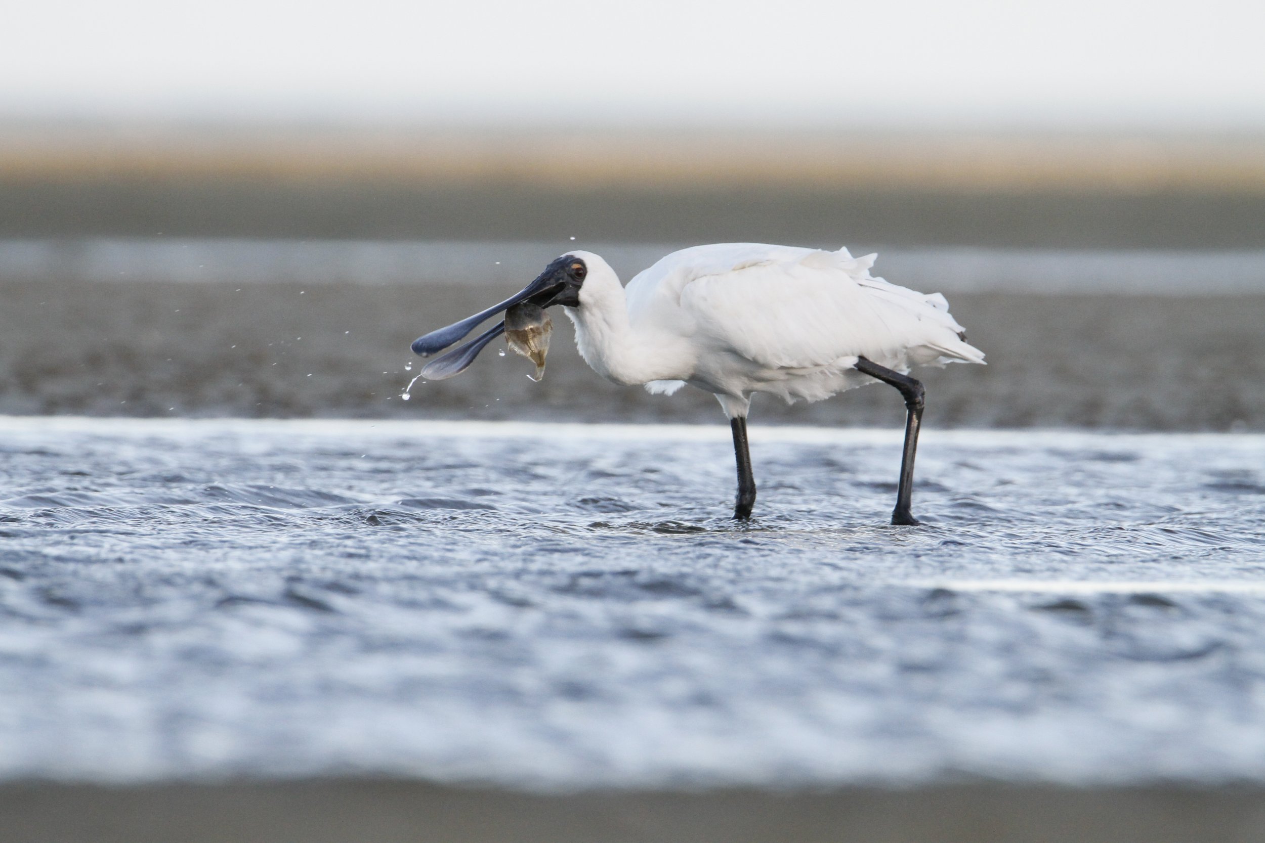 A Royal Spoonbill- or Kōtuku ngutupapa- standing in shallow water with a flounder in its beak by Sam Moynan.
