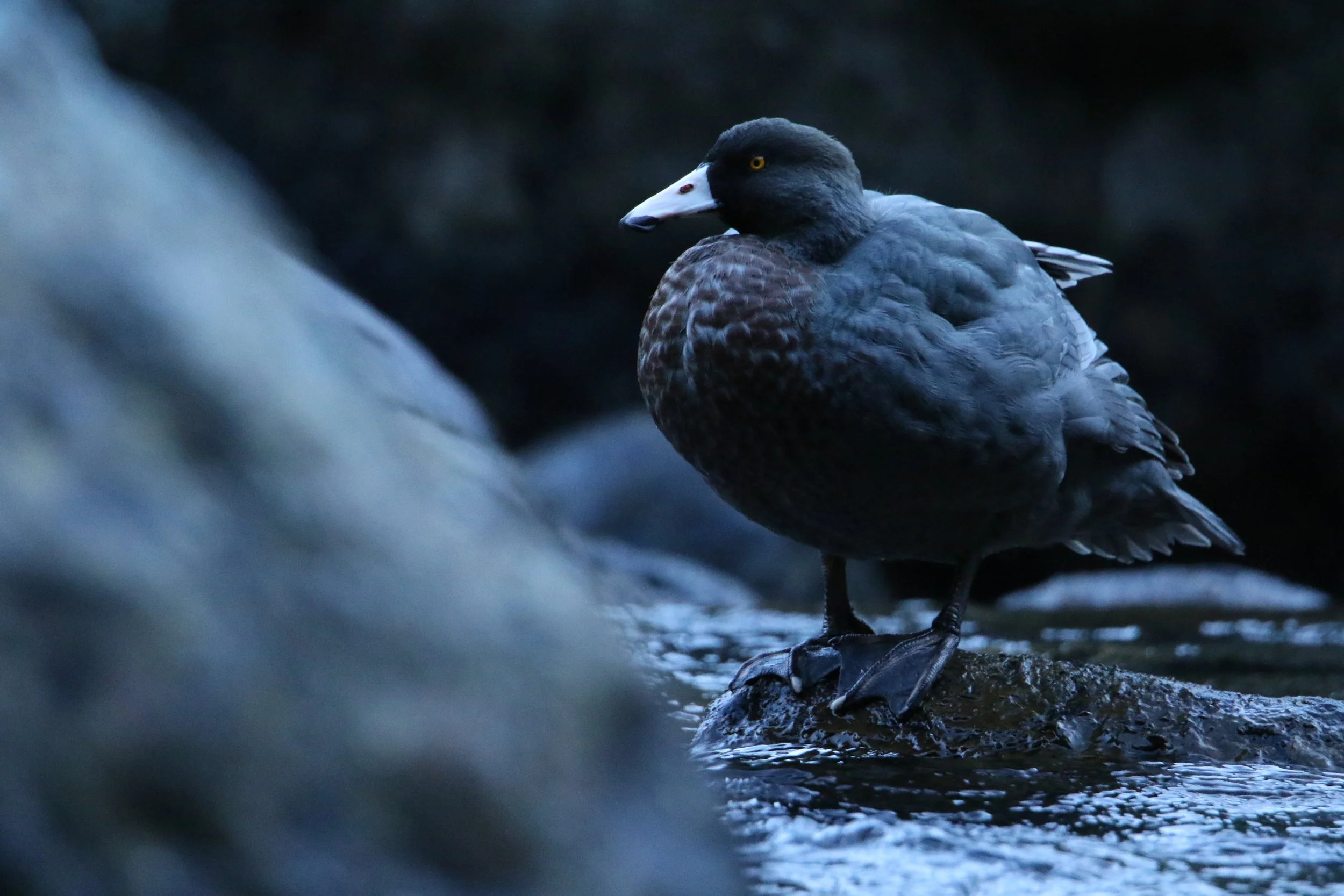 A Whio standing on a rock in a body of water with dark surroundings by Sam Moynan