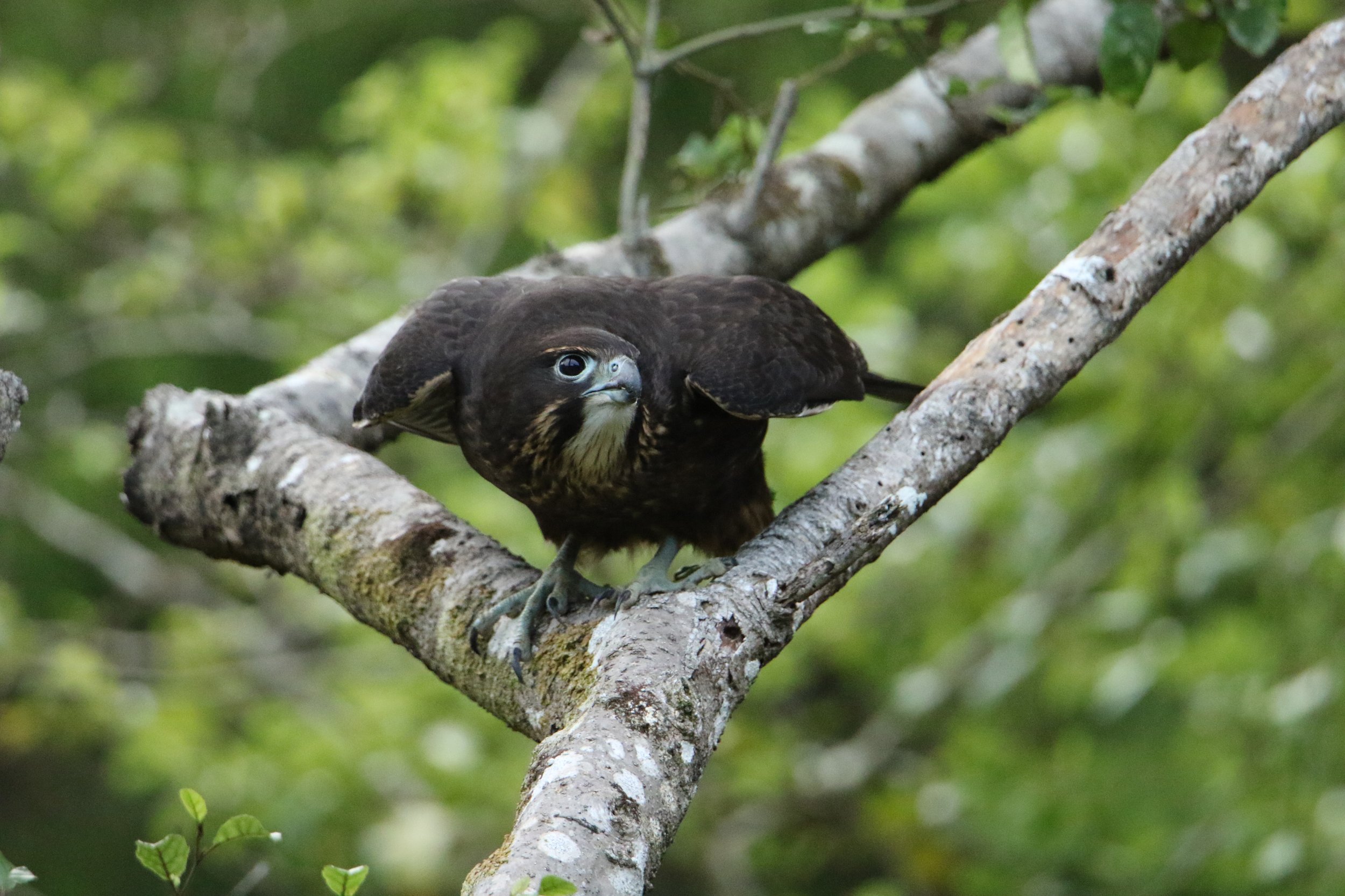 A NZ Falcon perches in a tree waiting to strike by Sam Moynan
