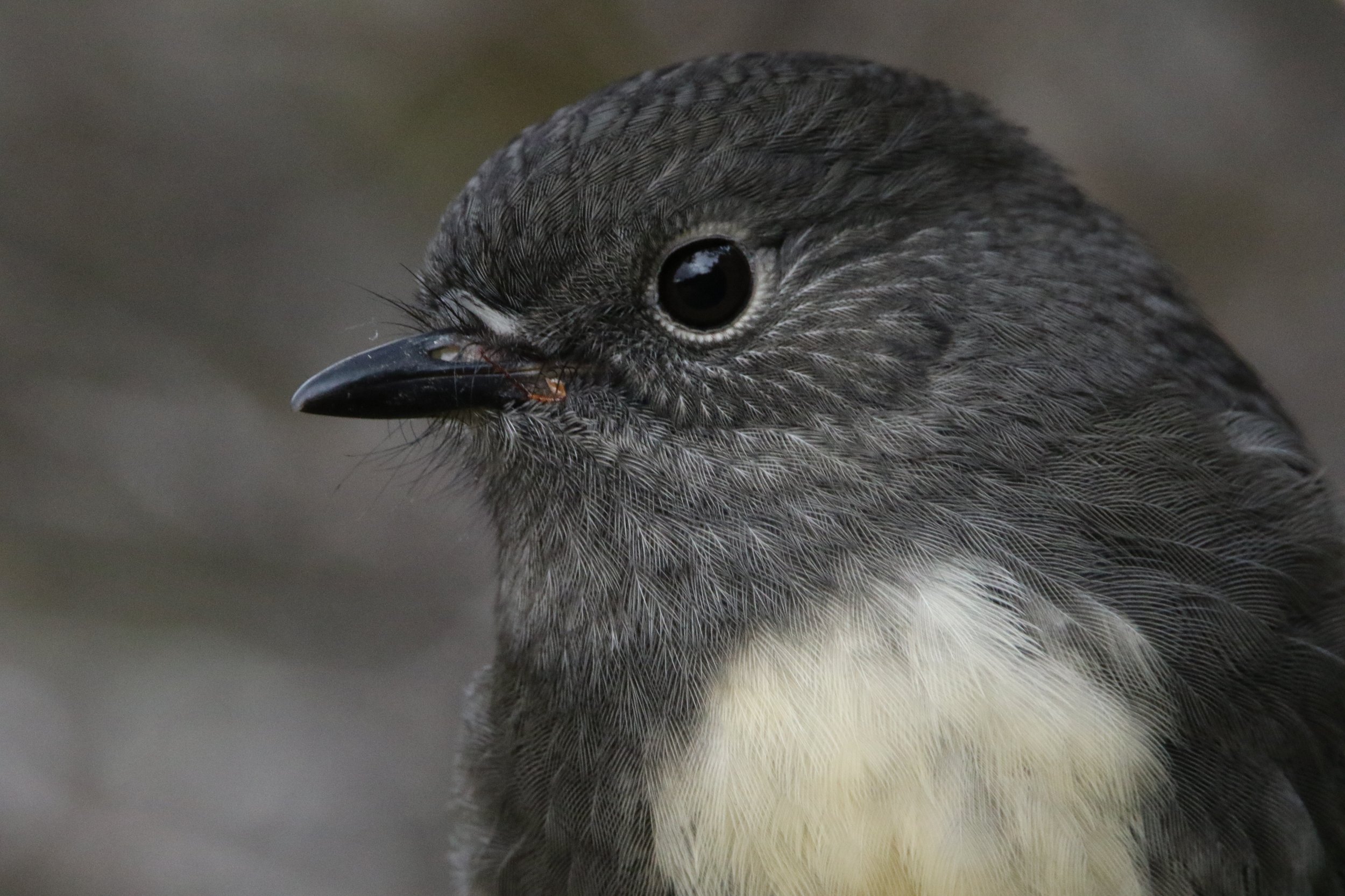 Close-up of a South Island Robin- or Kakaruai- showing feathers, eye, and beak with a small insect near the beak by Sam Moynan