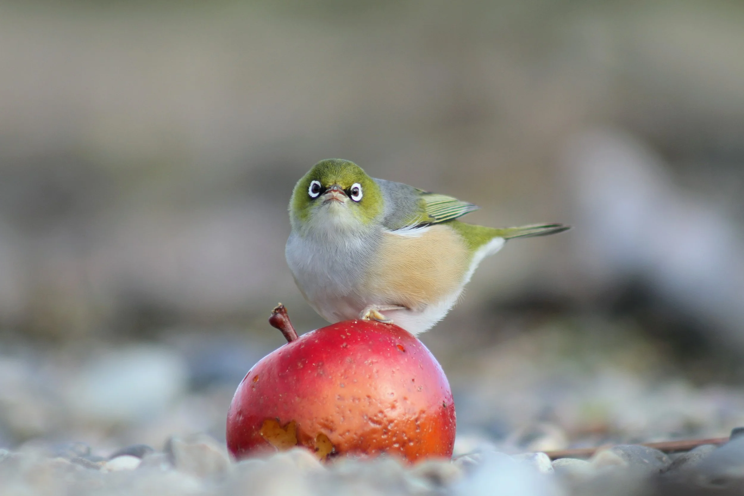 An unexpected meal washes up on the beach for this Silvereye by Sam Moynan.