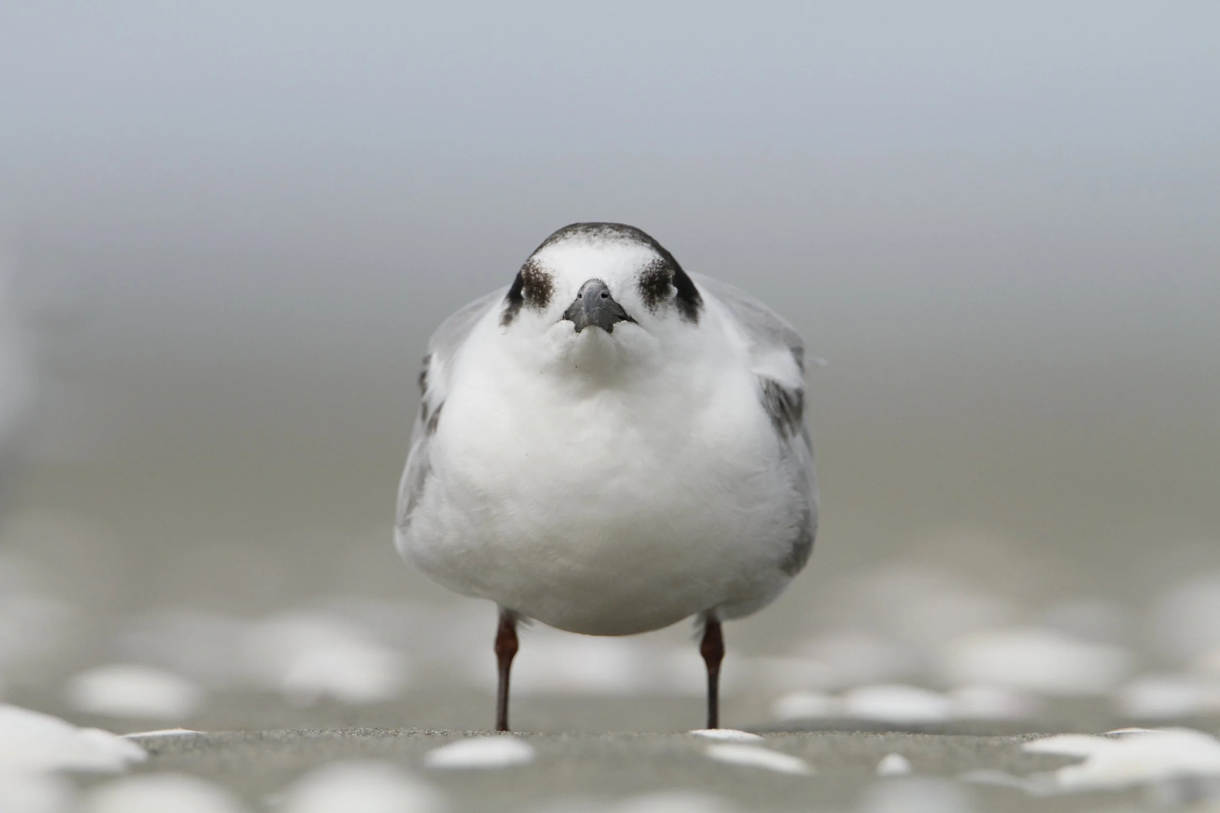 Close-up of a Common Tern, facing forward, by Sam Moynan