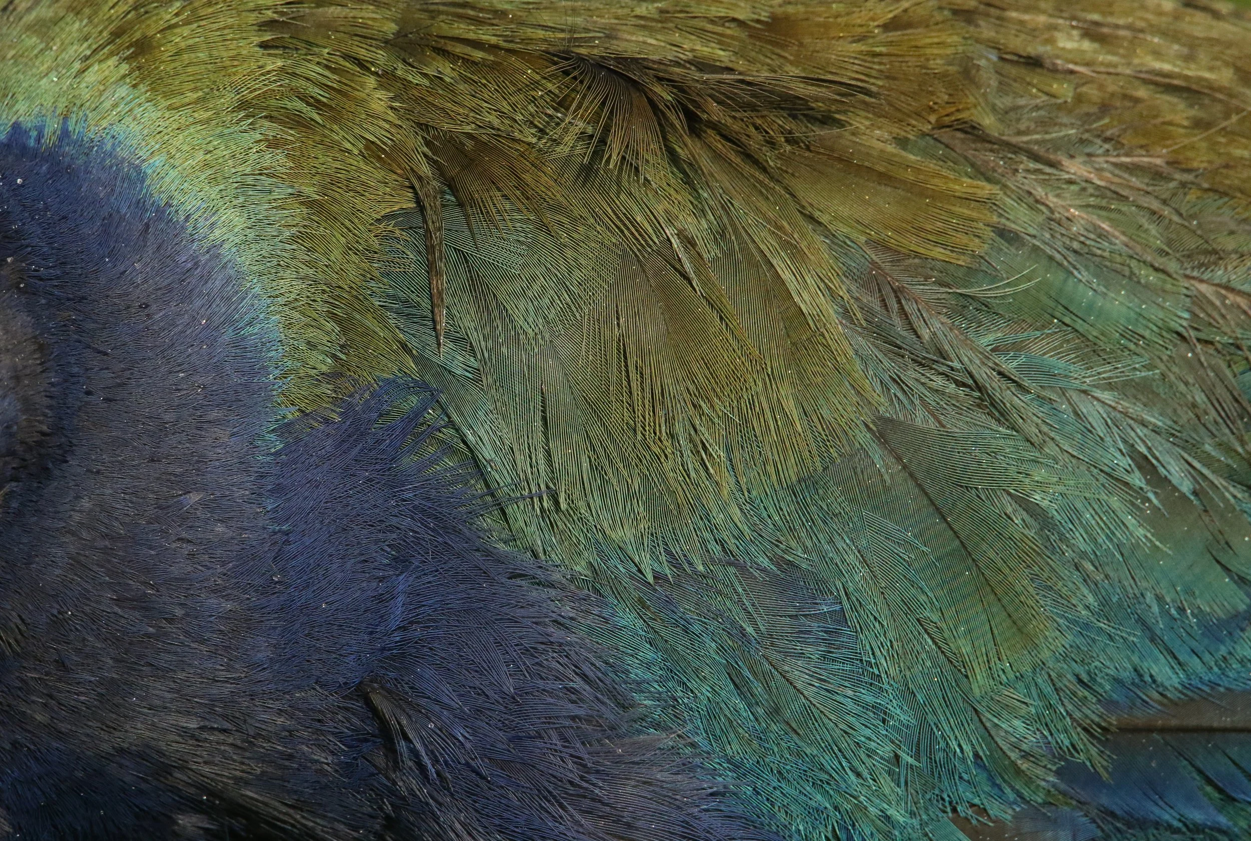 Close-up view of Takahe feathers displaying iridescent green, blue, and gold colors with intricate feather detail by Sam Moynan