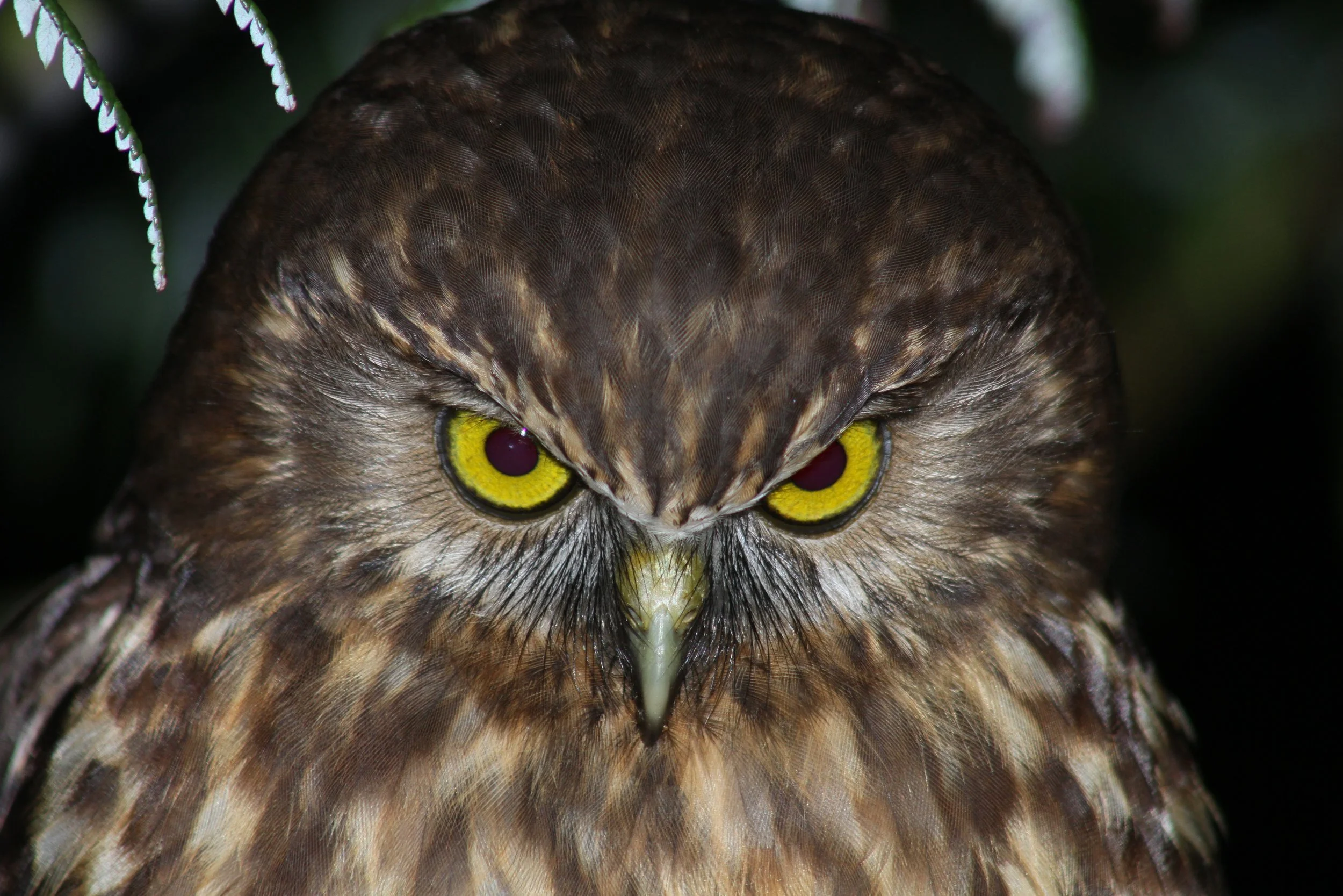 A Ruru stares down the camera by Sam Moynan