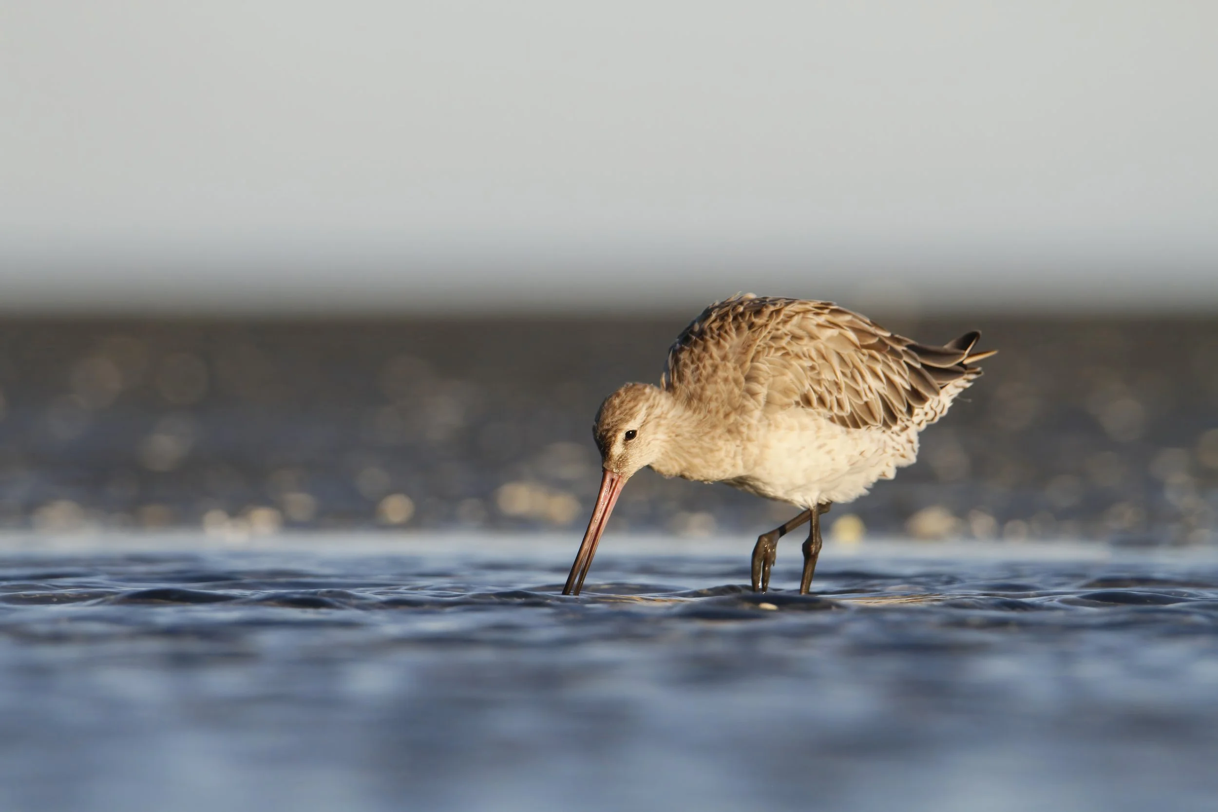A Bar-tailed Godwit searches for food in the tidal flats by Sam Moynan