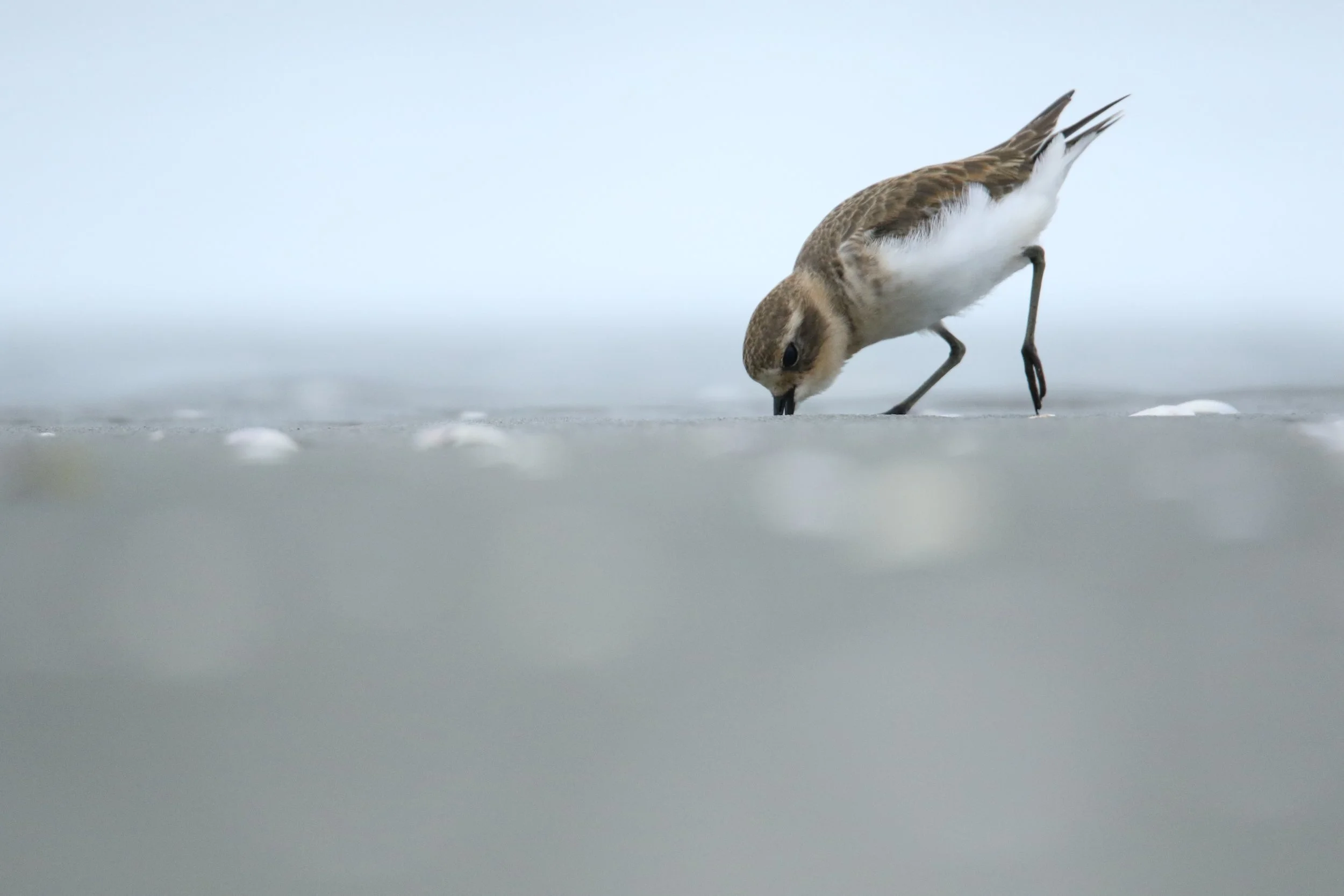 A Banded Dotterel- or Pohowera- finding a meal on the tidal flats with a pale, cloudy sky in the background by Sam Moynan