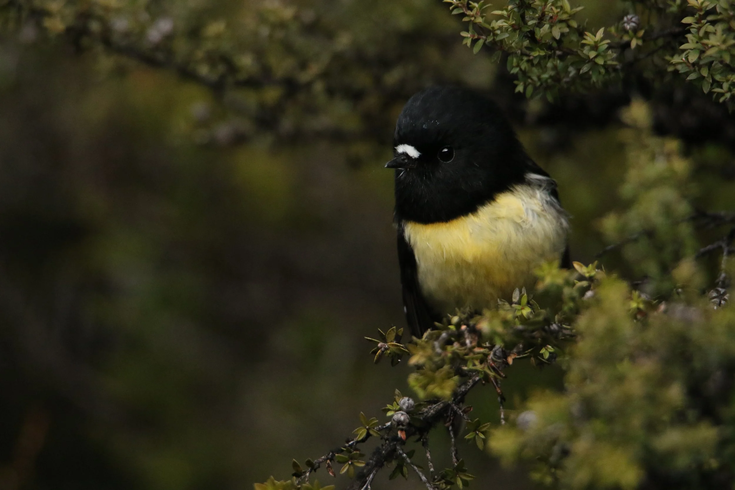 A NZ Tomtit- or Miromiro- perched on a branch surrounded by green leaves by Sam Moynan.