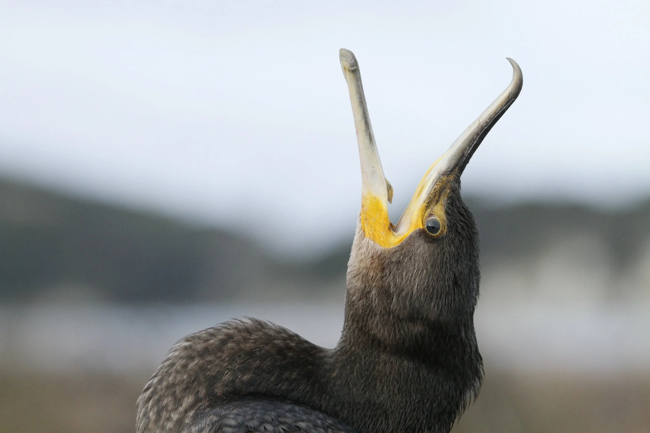 A Great Cormorant- or Māpunga- with its beak wide open, showing the inside of its mouth and the beak, against a blurred background by Sam Moynan