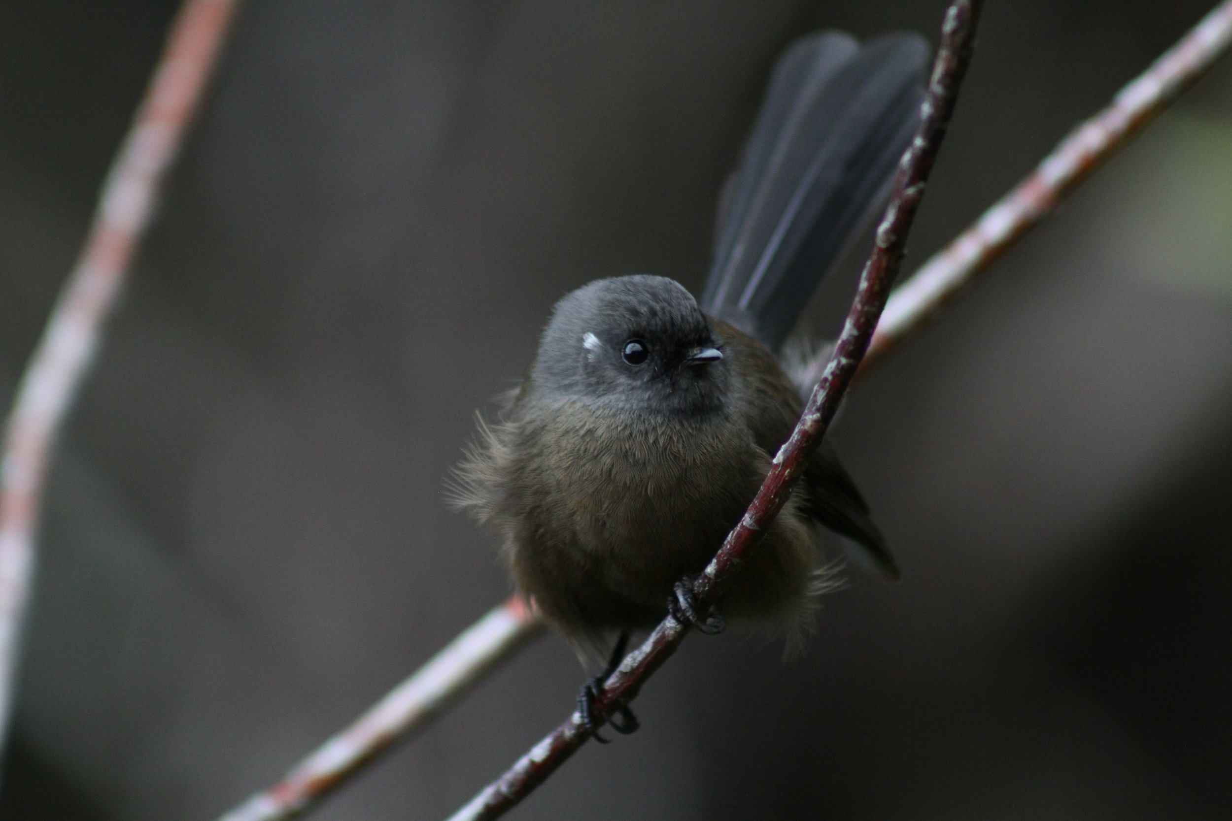 A black NZ fantail spots it's next meal by Sam Moynan