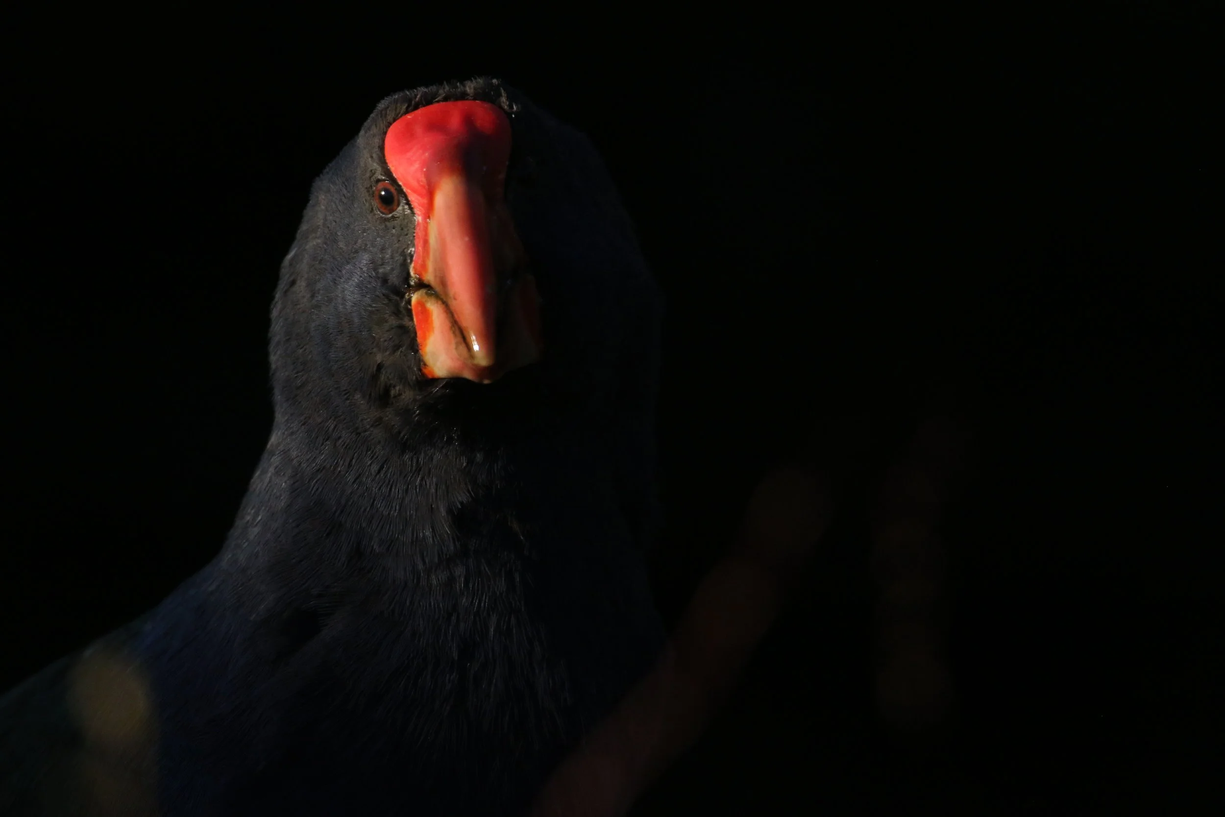 A Takahe captured by Sam Moynan shortly after it's release at Farewell Spit