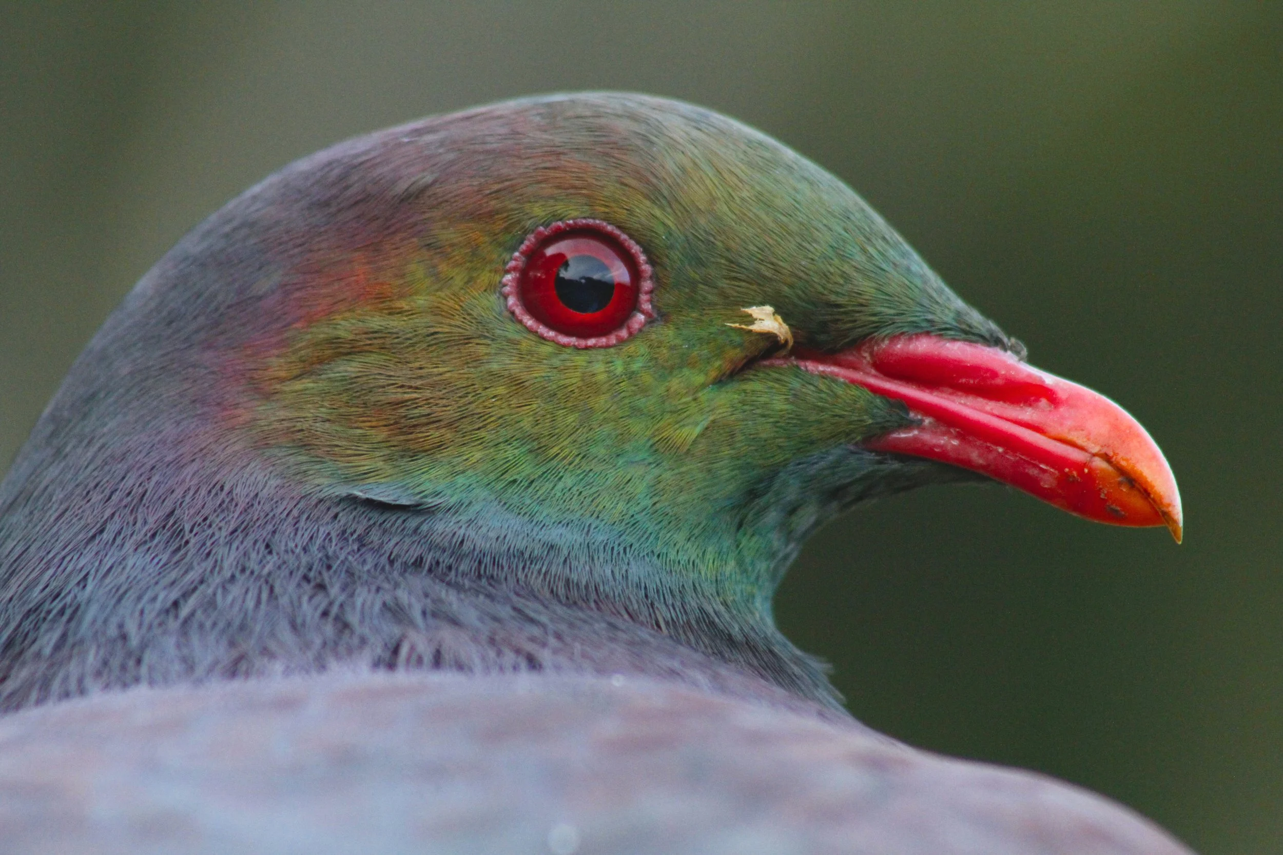 Close up of Kereru by Sam Moynan