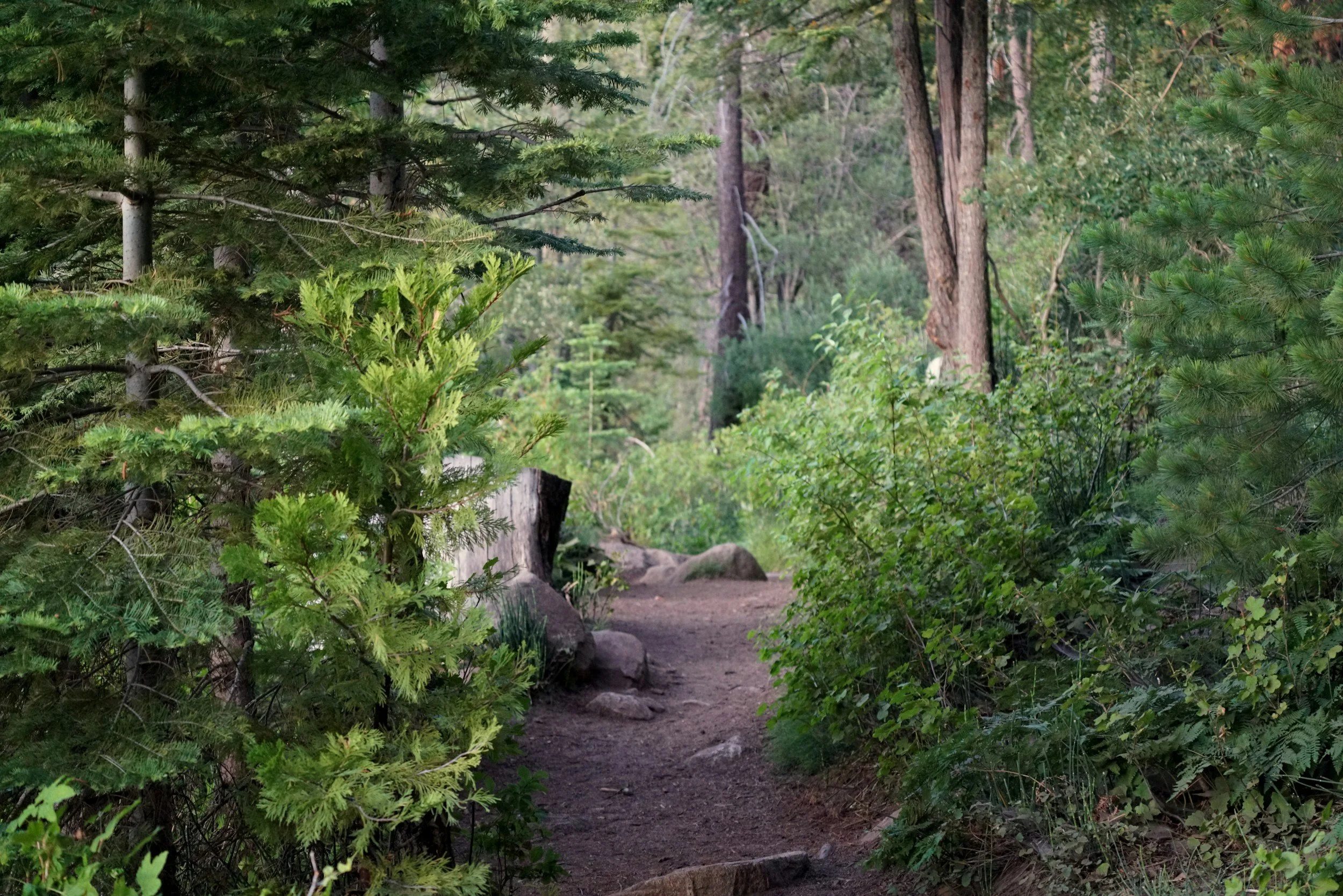 A stock image of a dirt path through a lush forest.