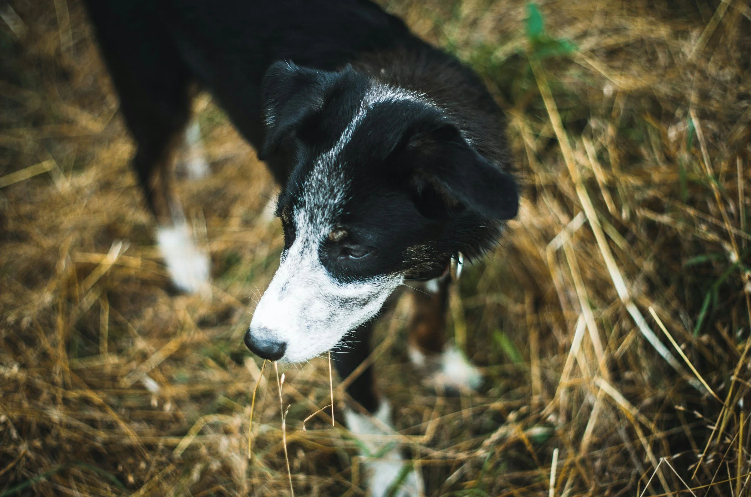 An image of a short haired border collie in a patch of grass/straw.