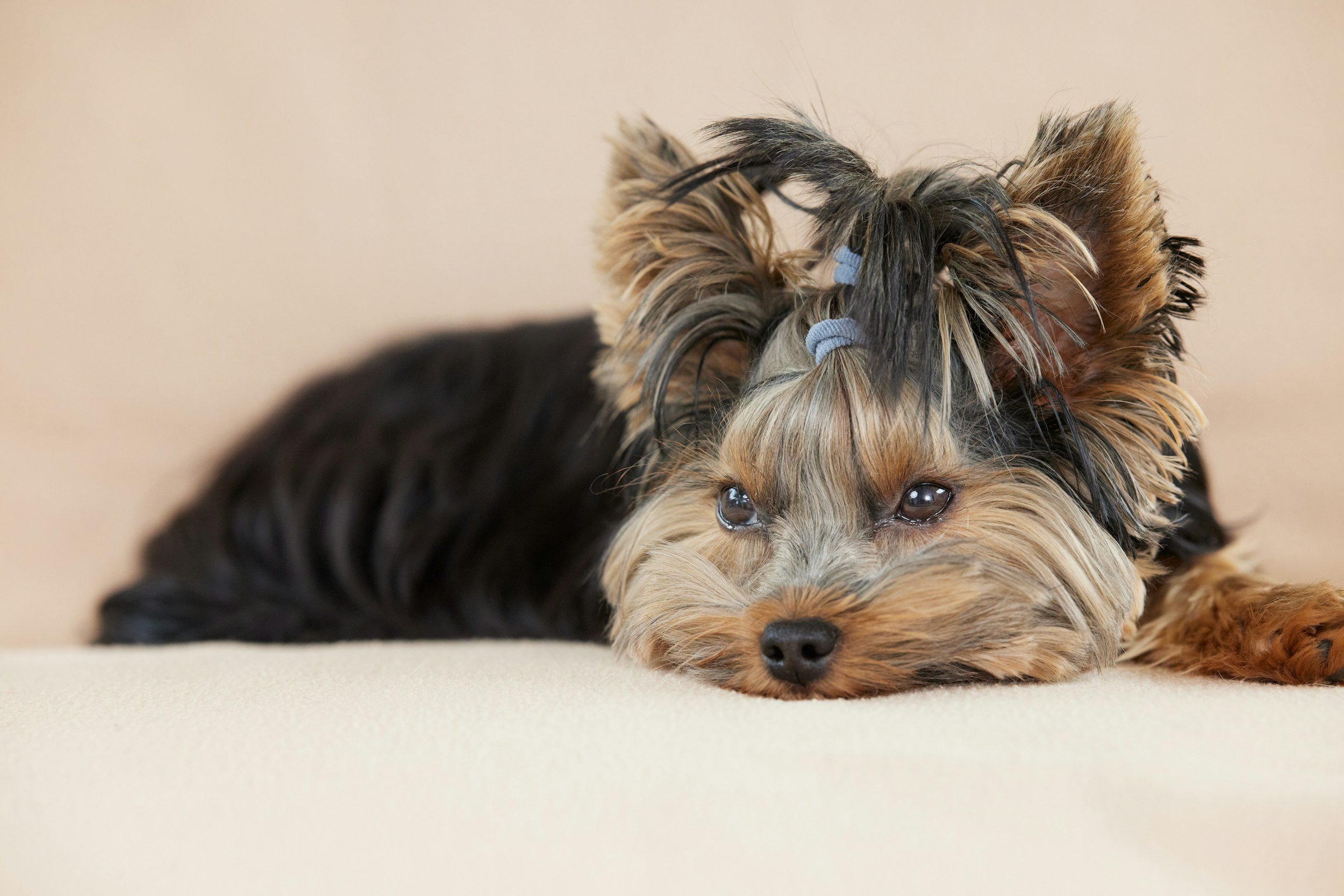 A close-up of a Yorkshire Terrier puppy lying on a cream-colored surface, with another Yorkshire Terrier puppy resting on top of it, both with wet fur and black and tan markings.
