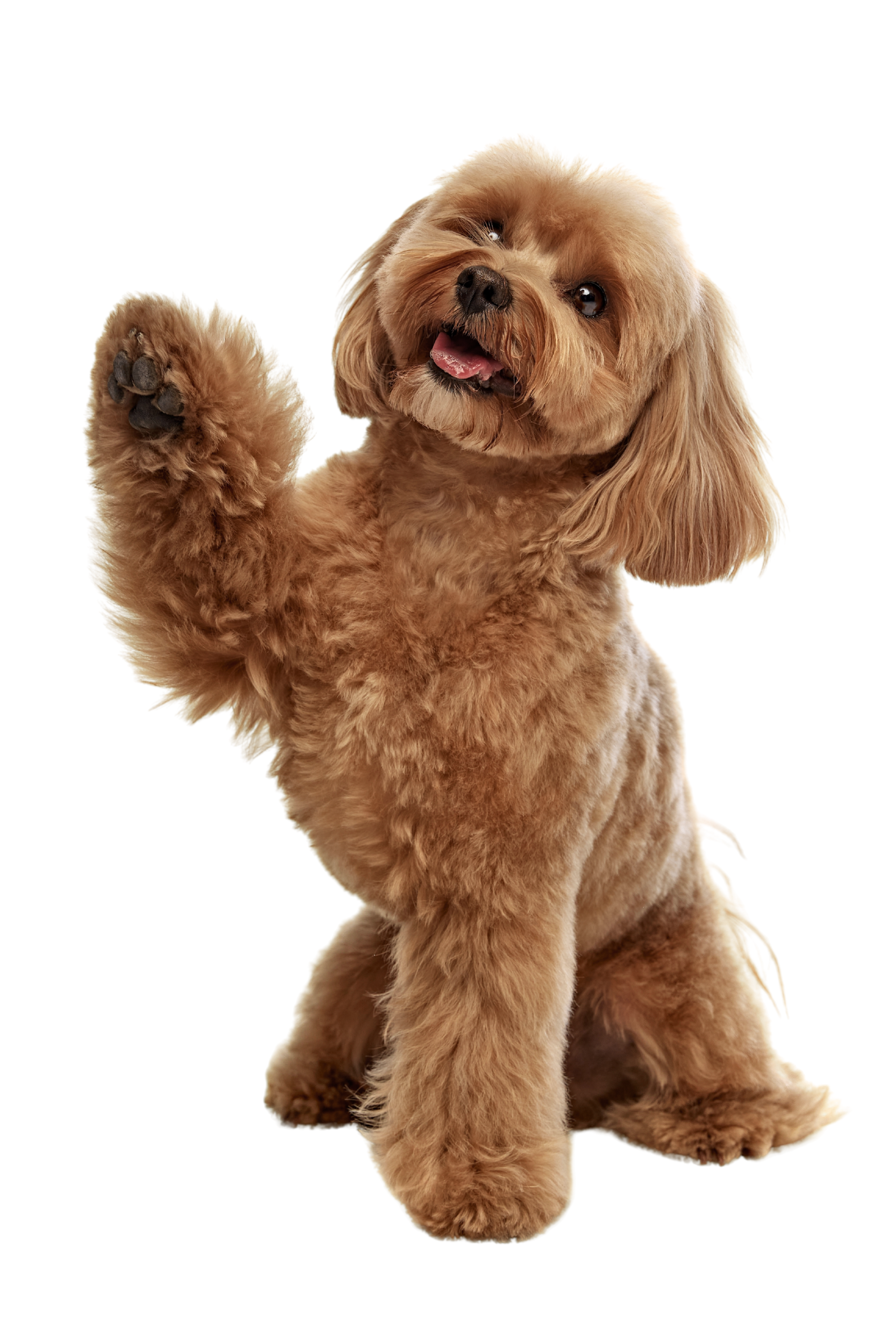 Adorable light brown puppy with floppy ears, bright eyes, and a wagging tail, raising one paw as if greeting or waving.