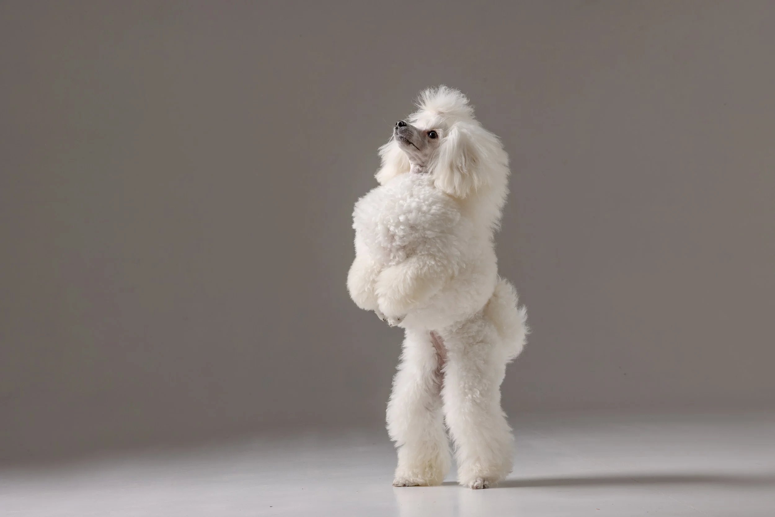 A small white dog, possibly a poodle, standing on its hind legs against a plain gray background. The dog is wearing a fluffy, puffy white sweater and looks upward with curiosity.