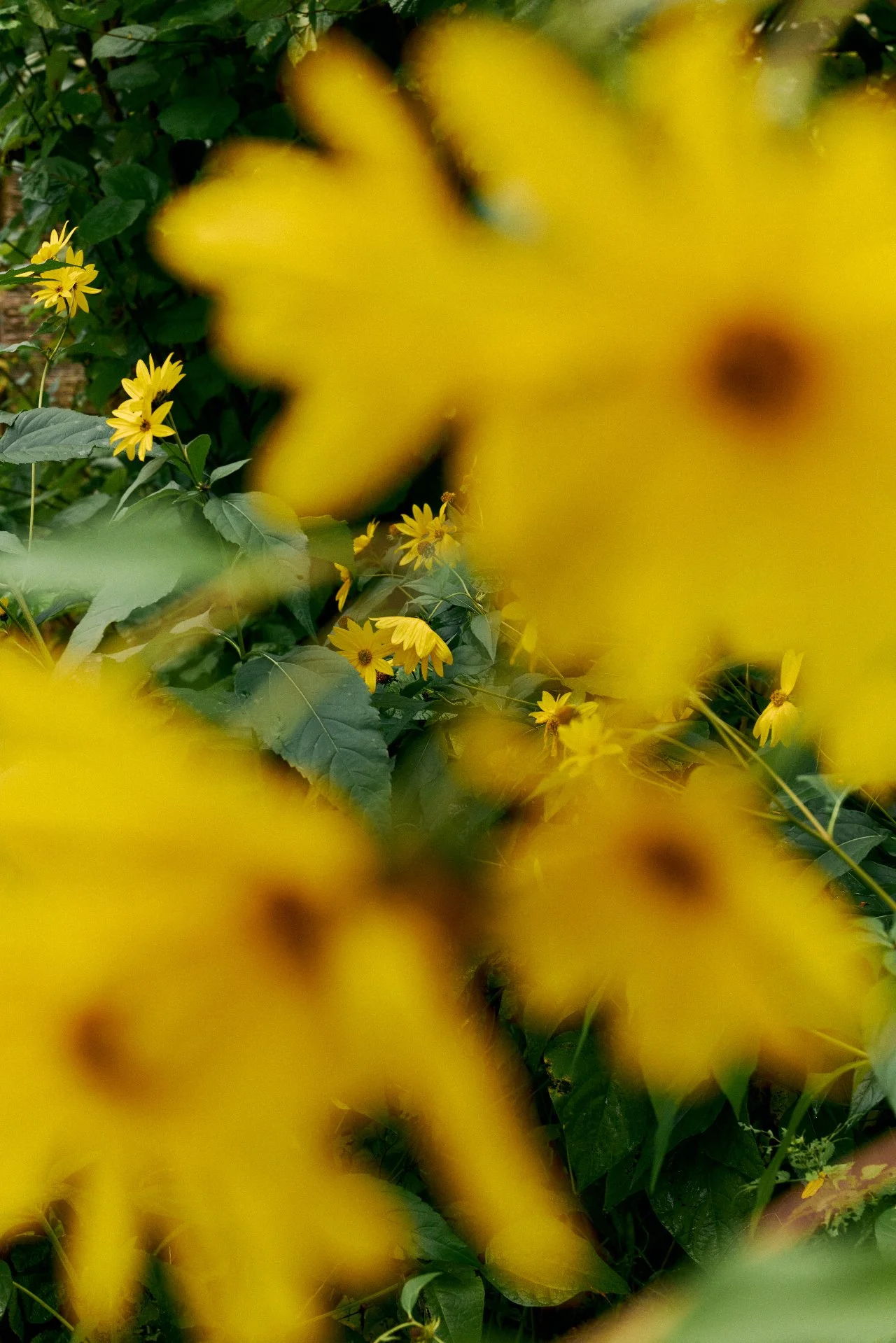 Yellow flowers on green foliage with some flowers blurry in the foreground