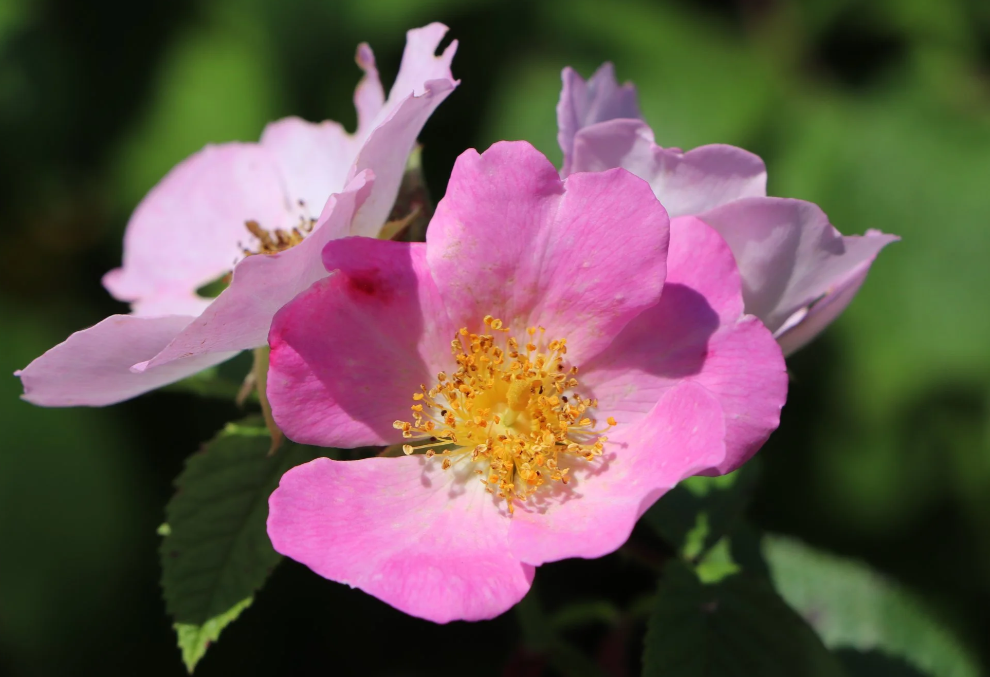 Kaylee's L'Atelier's photograph, "Pretty in Pink" up for sale on website.