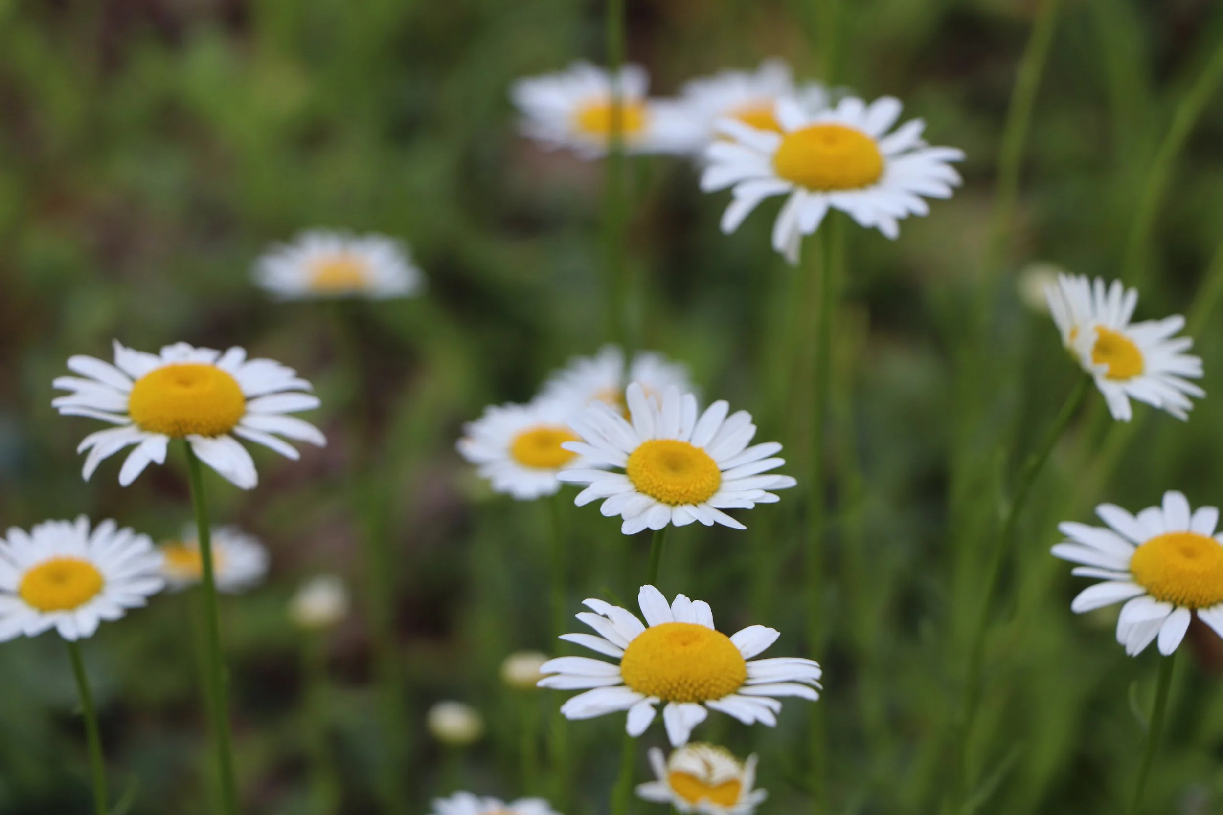 Kaylee's L'Atelier's photograph, "Pocketful full of Sunshine" up for sale on website.