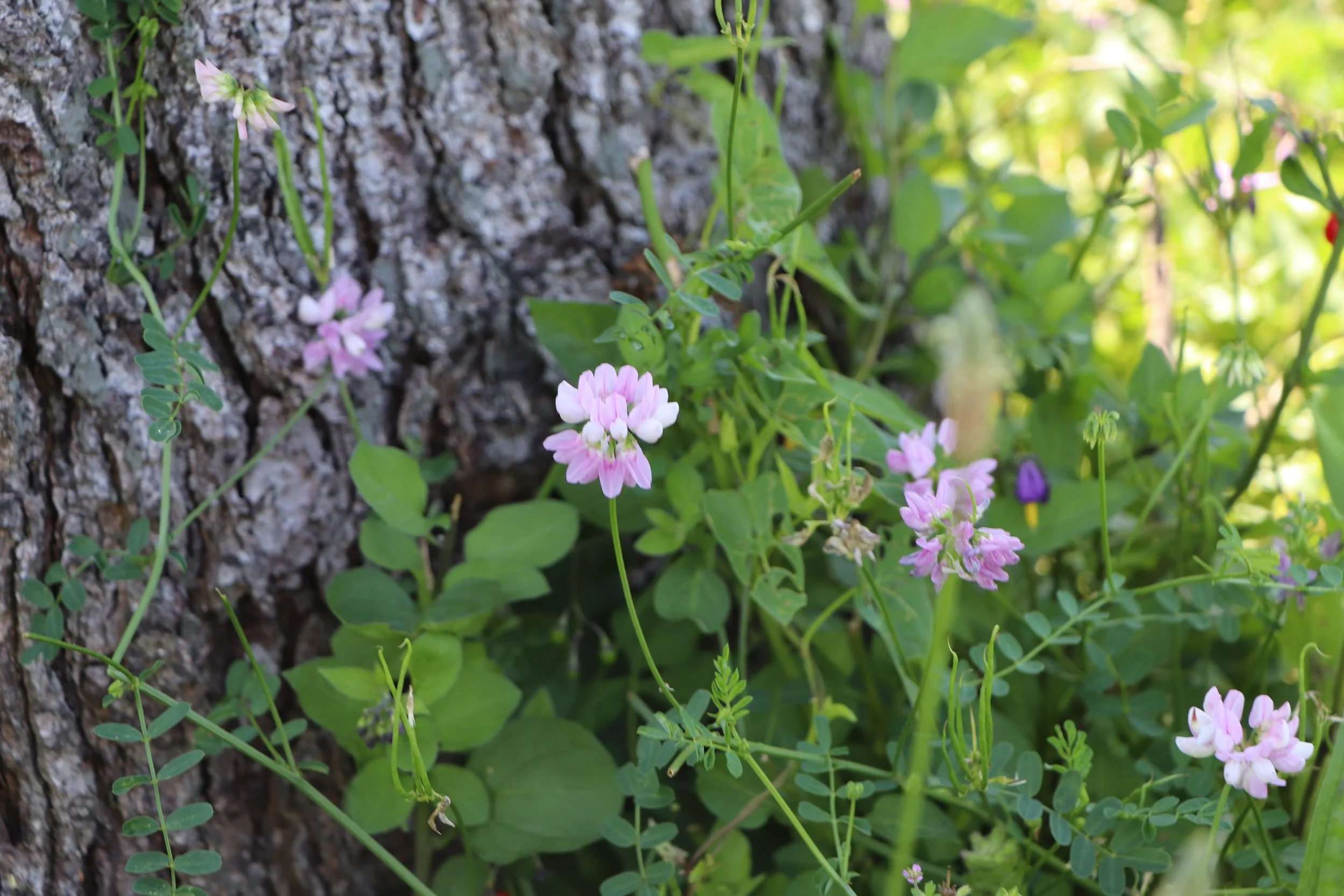 Lilac Breeze