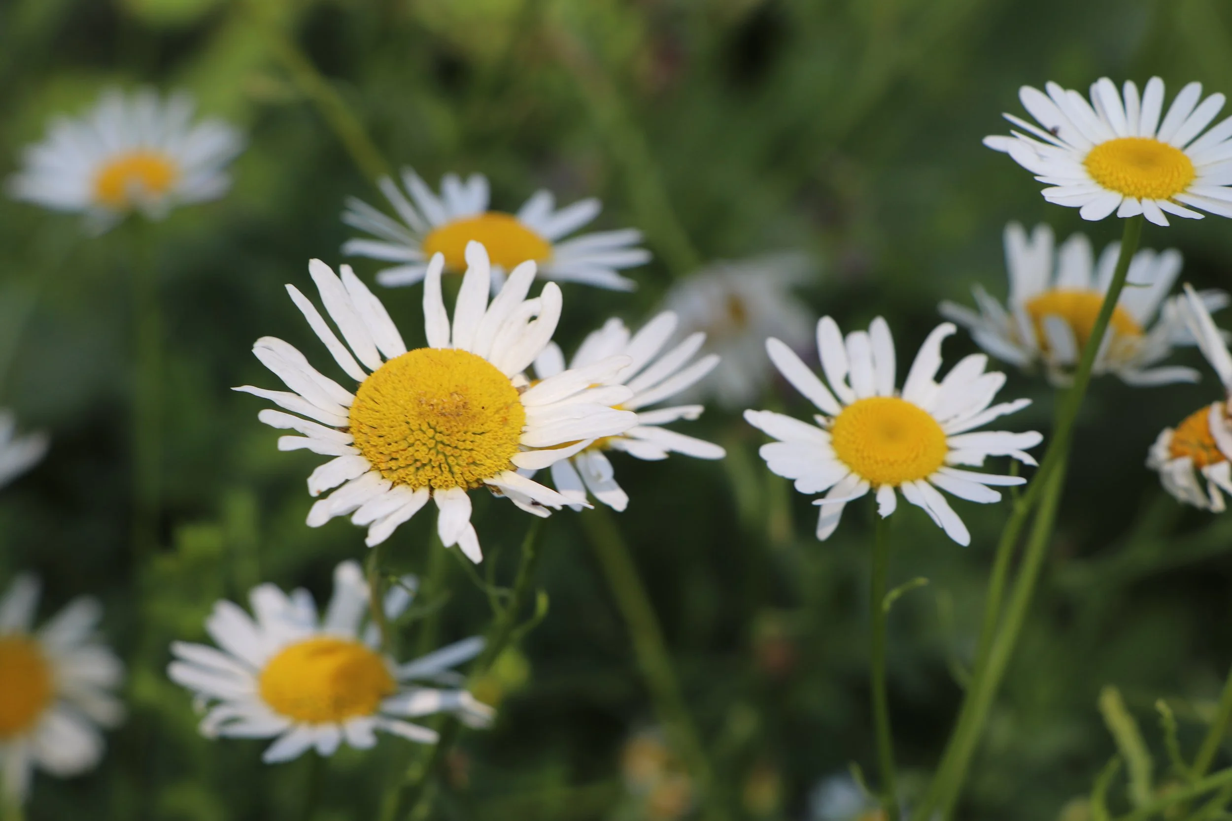 Sweet Daisies