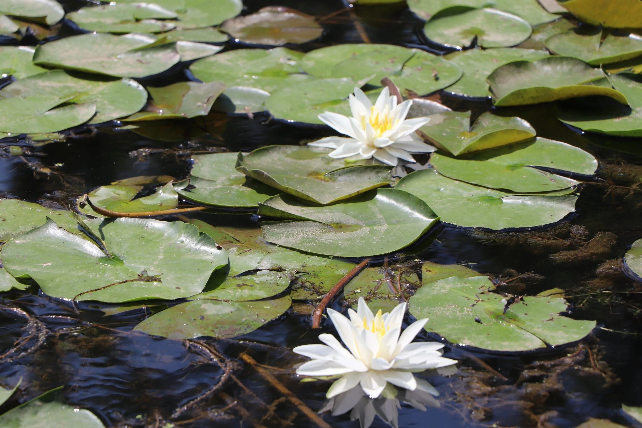 Floating Silk