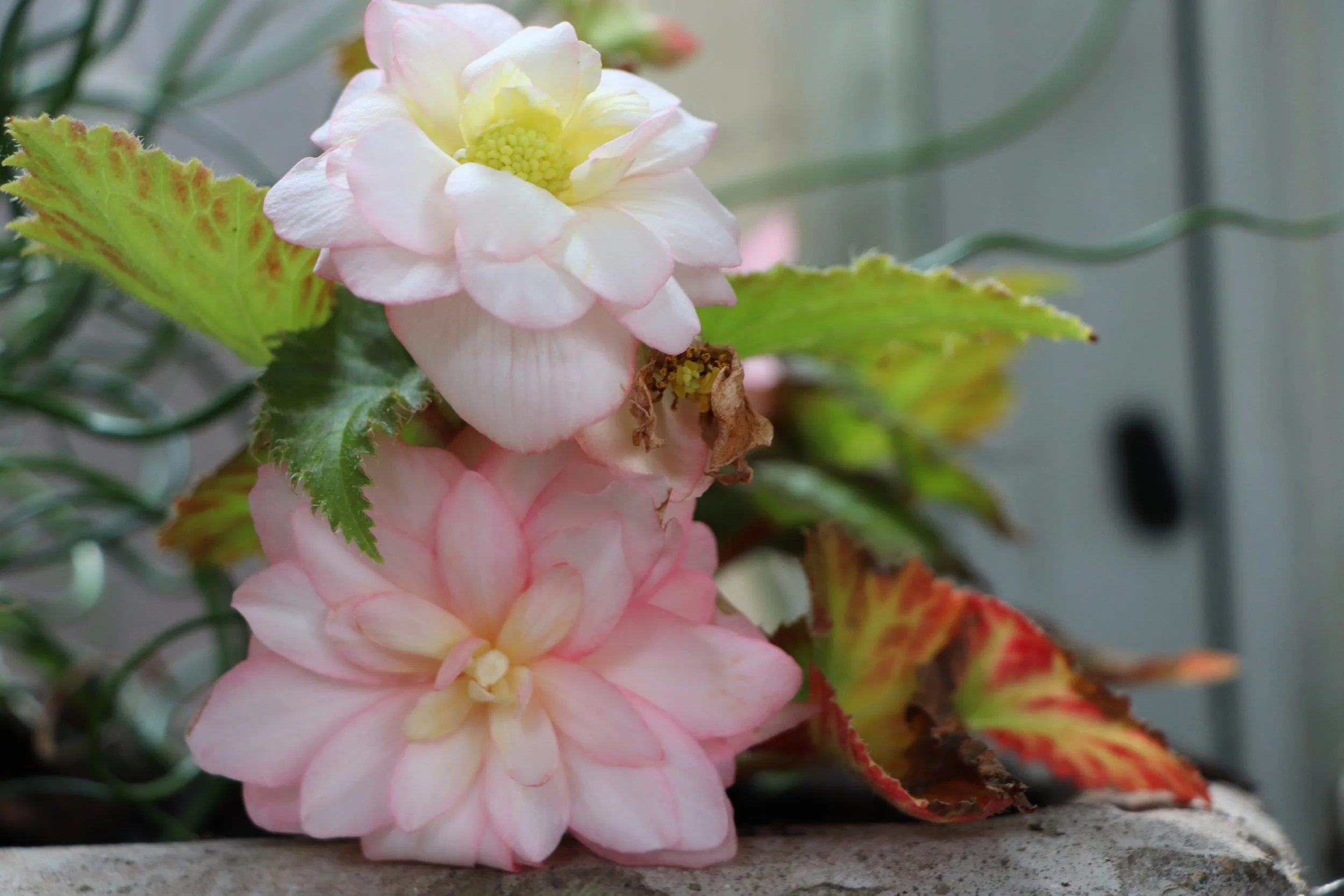 Blooming Beauty