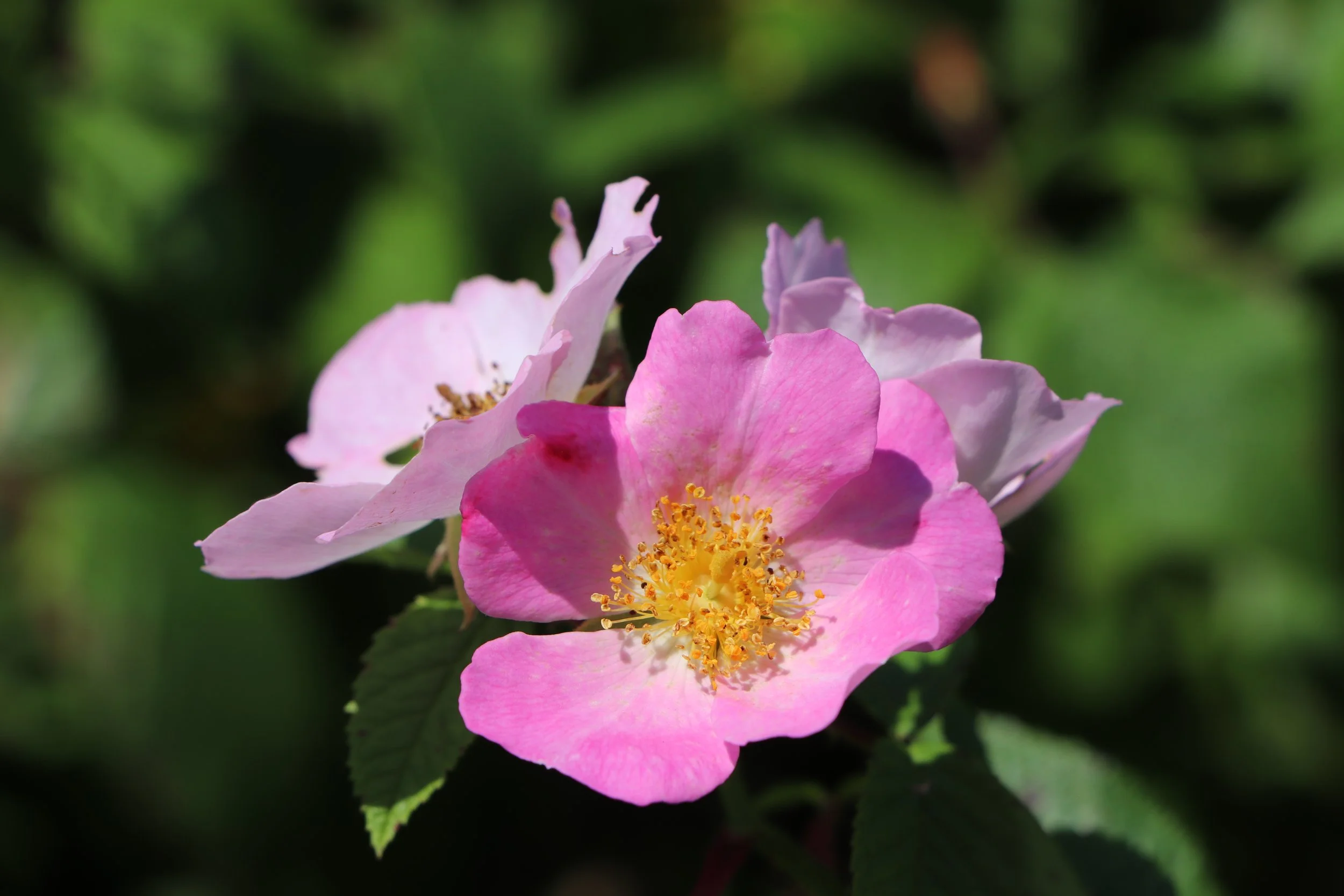 Pretty in Pink