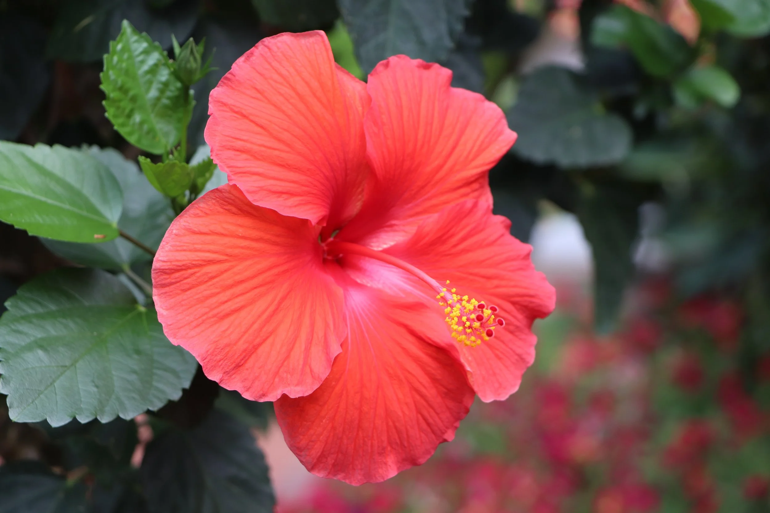 Sunset Bloom
