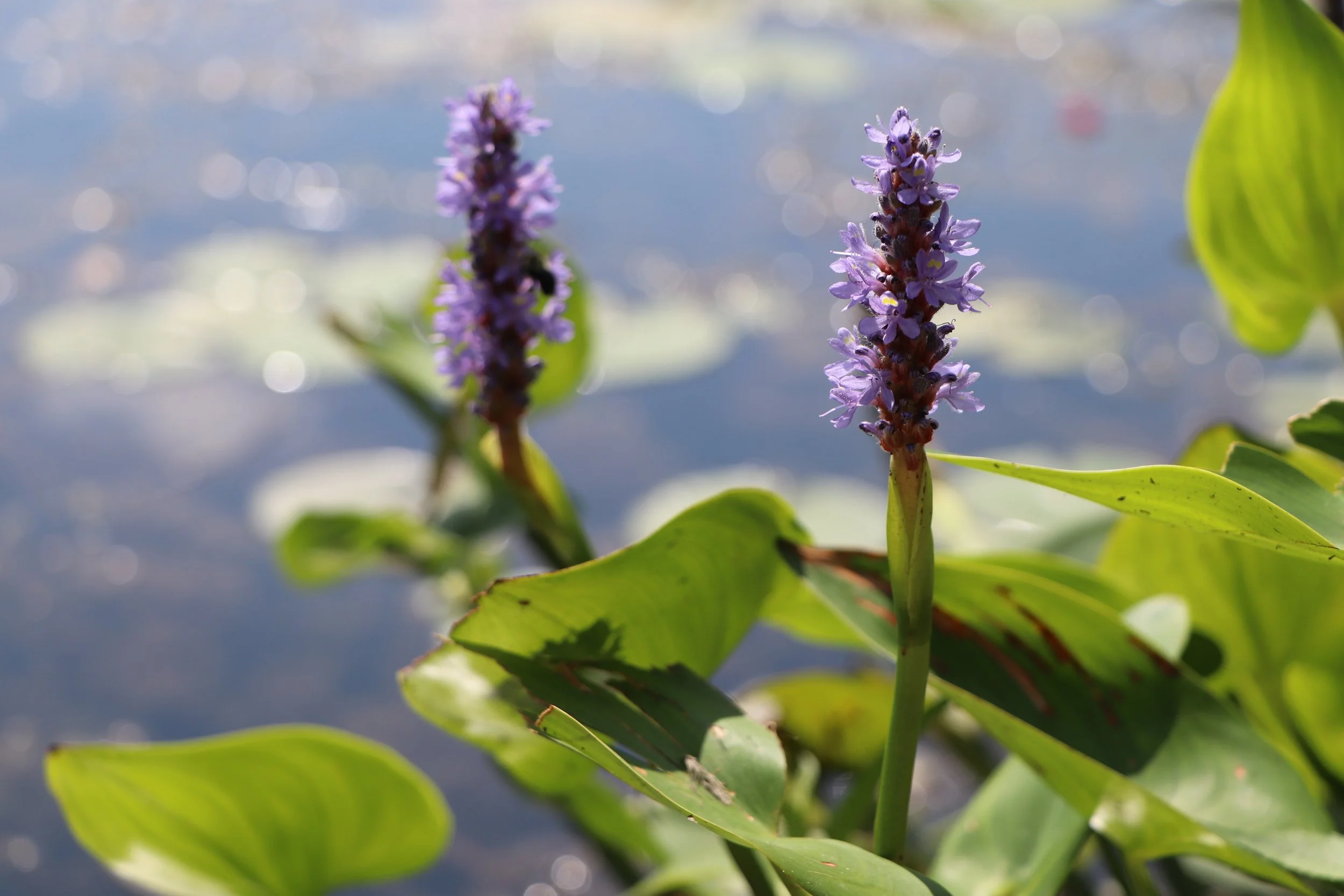 Violets on the water