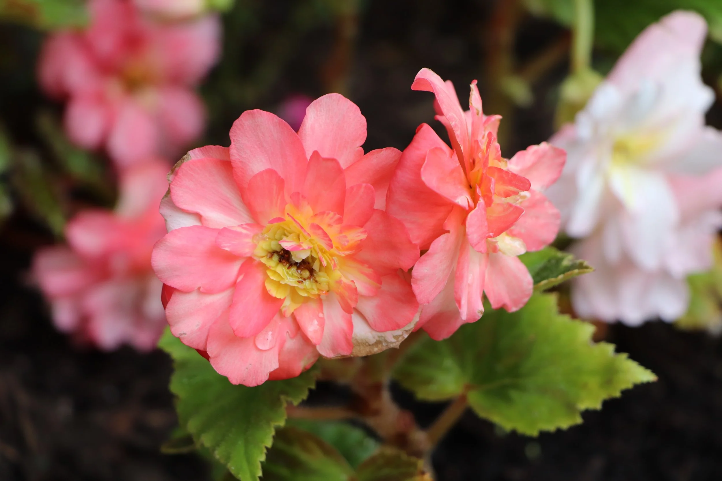 Rain Kissed Petals