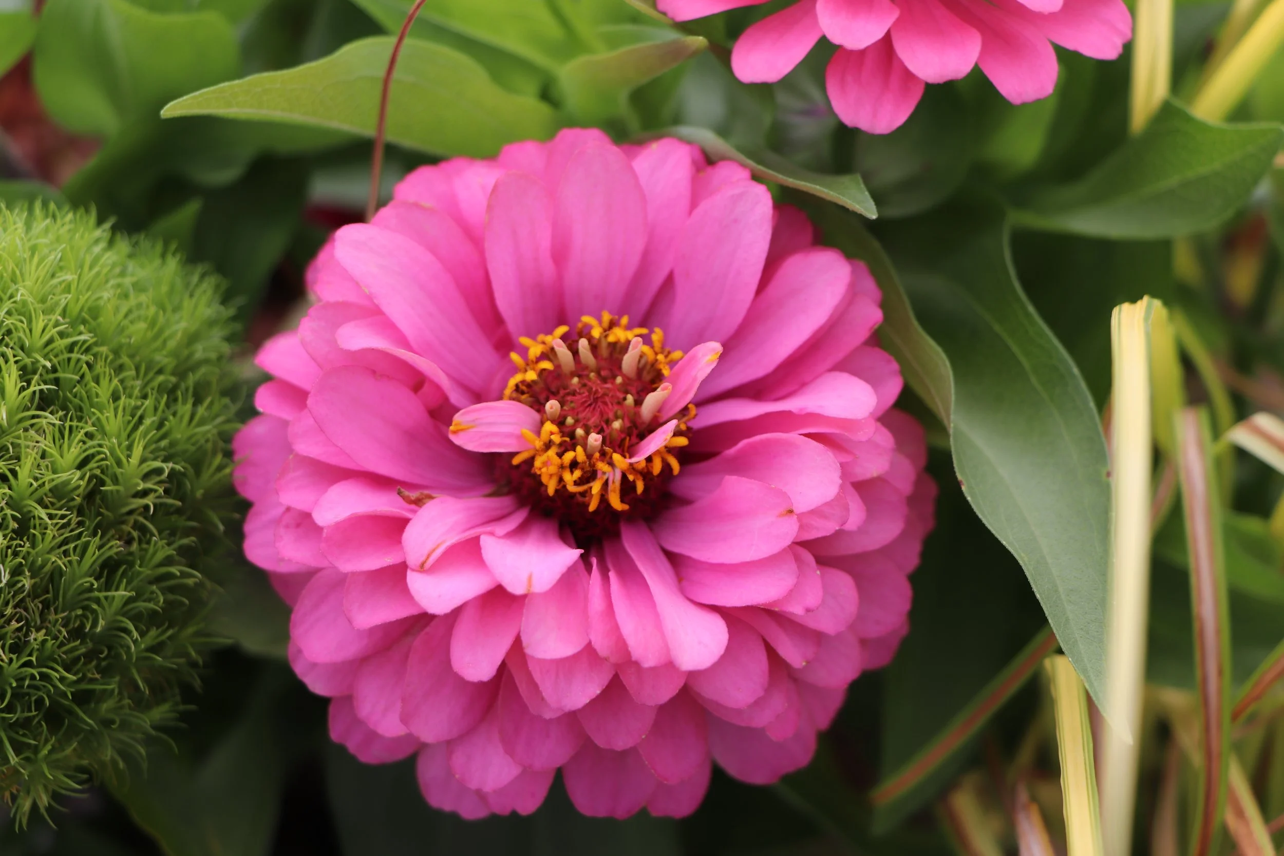Princess Pink