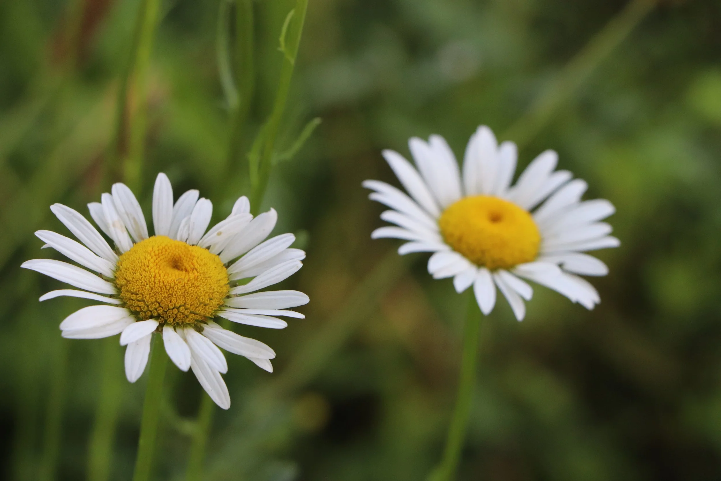 Summer Daisies