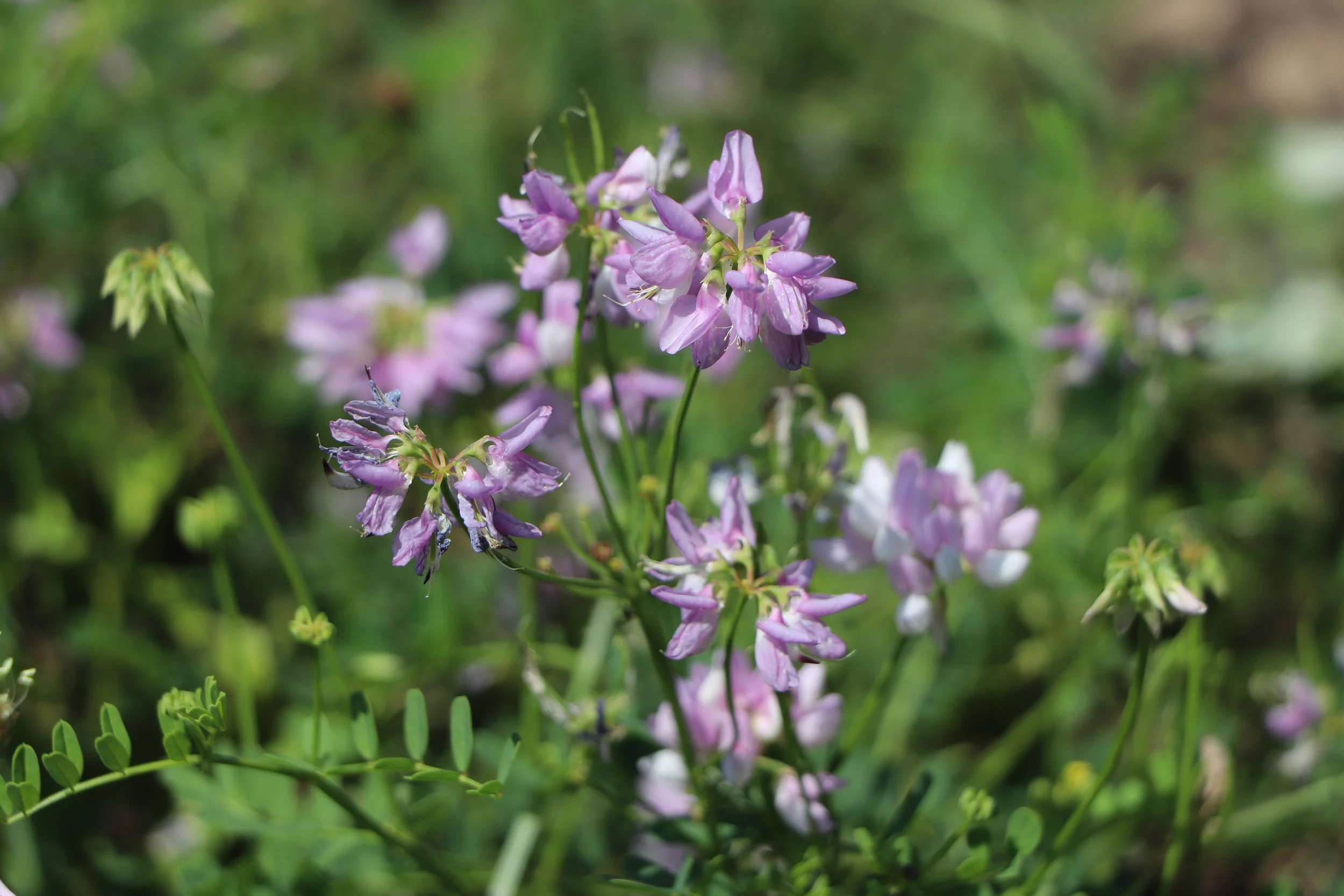 Lavender's Whisper