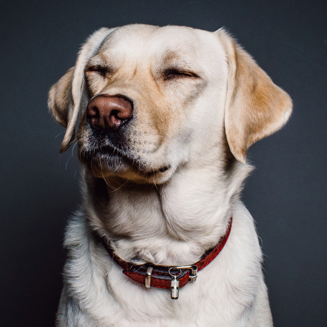 Nahaufnahme eines Labradors mit geschlossenem Gesicht und rotbraunem Halsband vor dunkelgrauem Hintergrund.