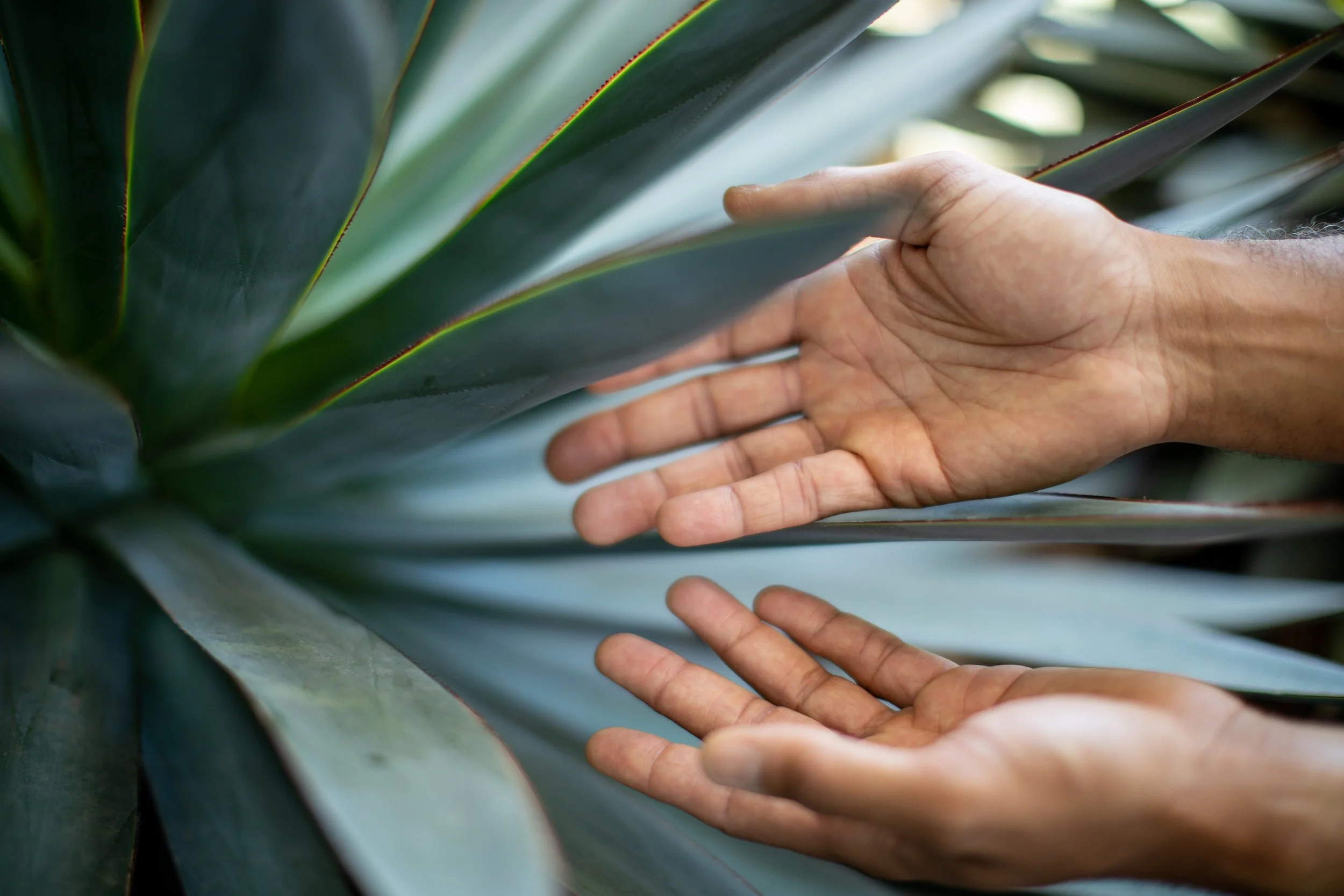 Steven's hands reaching toward a leaf, representing the Clarity and Calm Reset coaching session