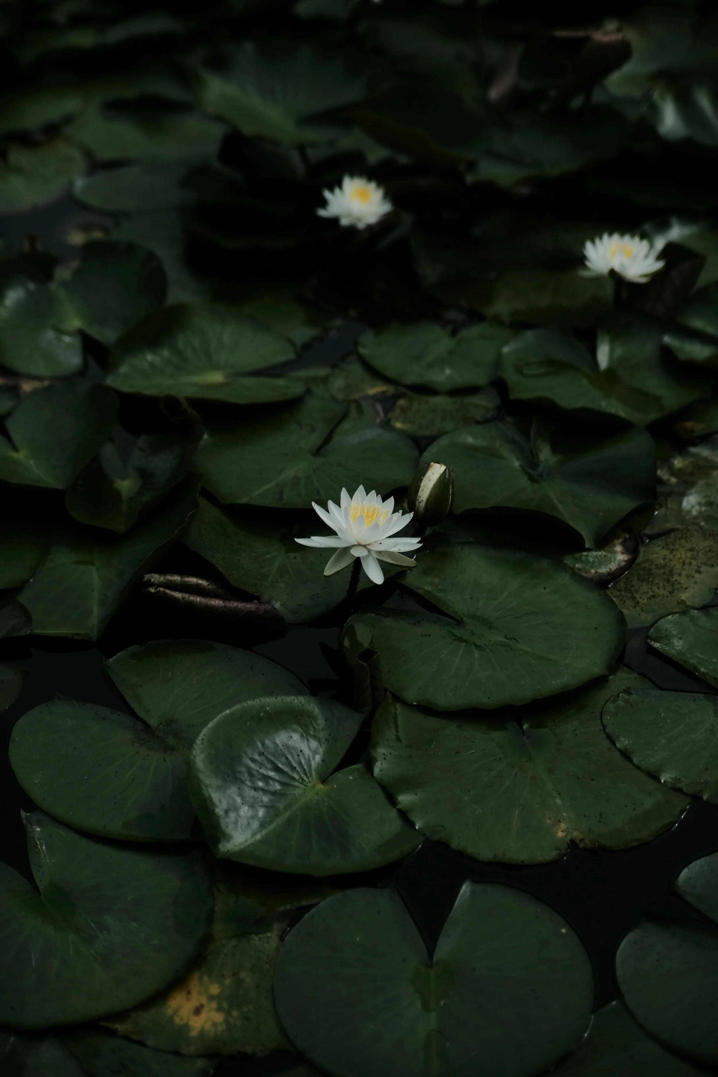 White water lilies with yellow centers floating among green lily pads on a dark pond.