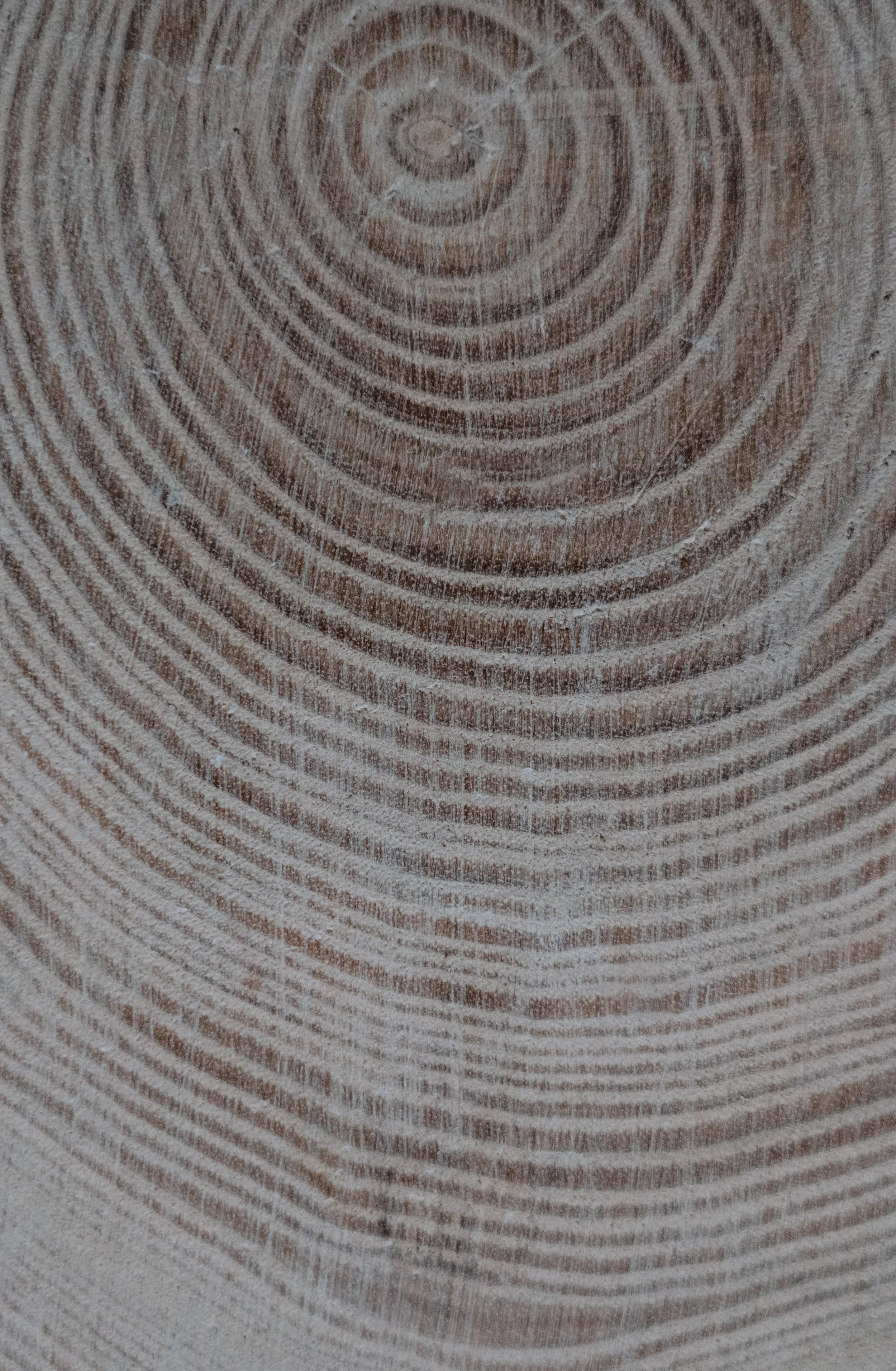 Close-up of a wooden surface showing concentric growth rings.