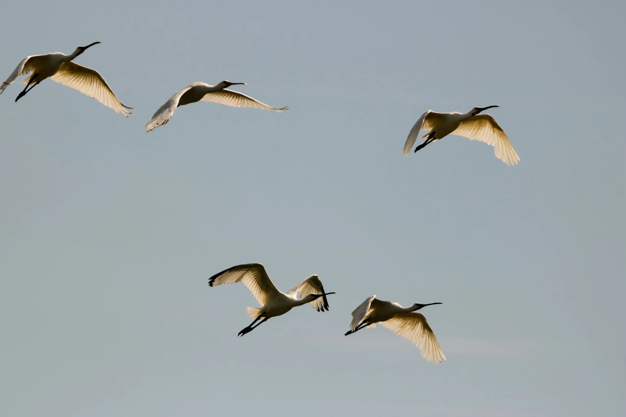 Birds flying together, symbolizing freedom found with the JingCovery method.