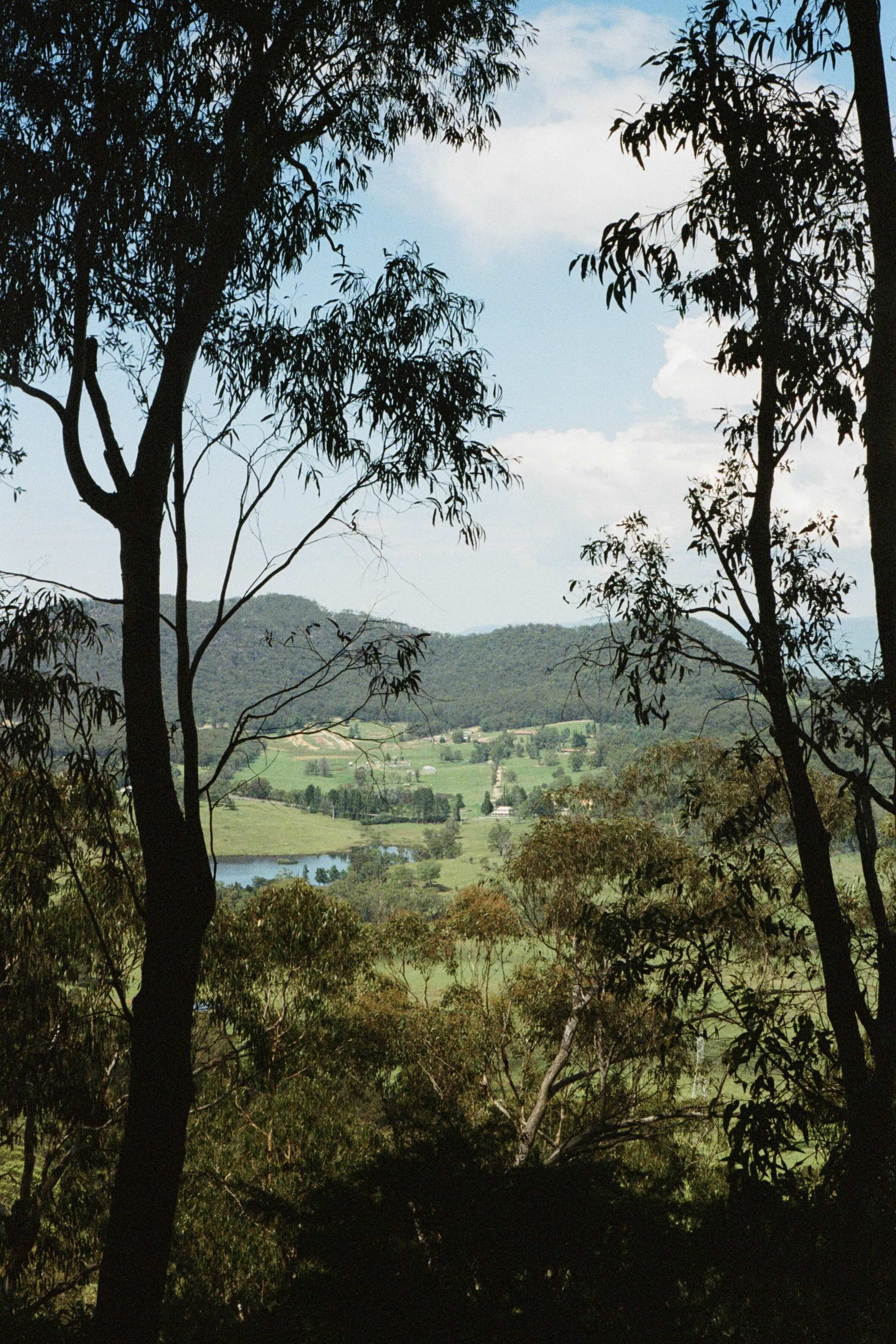 BlueMountains_2025_AprilPalm.jpeg