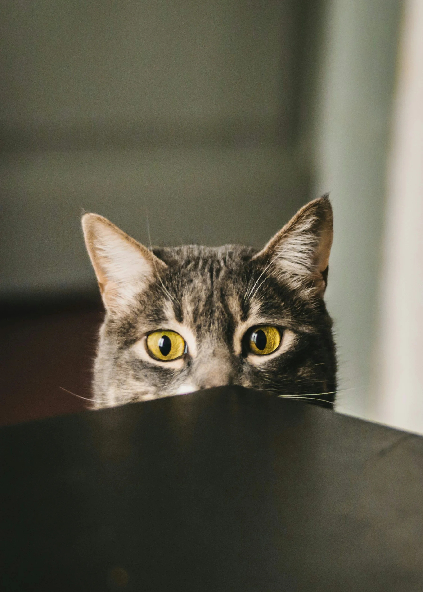 Close-up of a tabby cat with yellow eyes, peeking over a black surface, with blurred background.