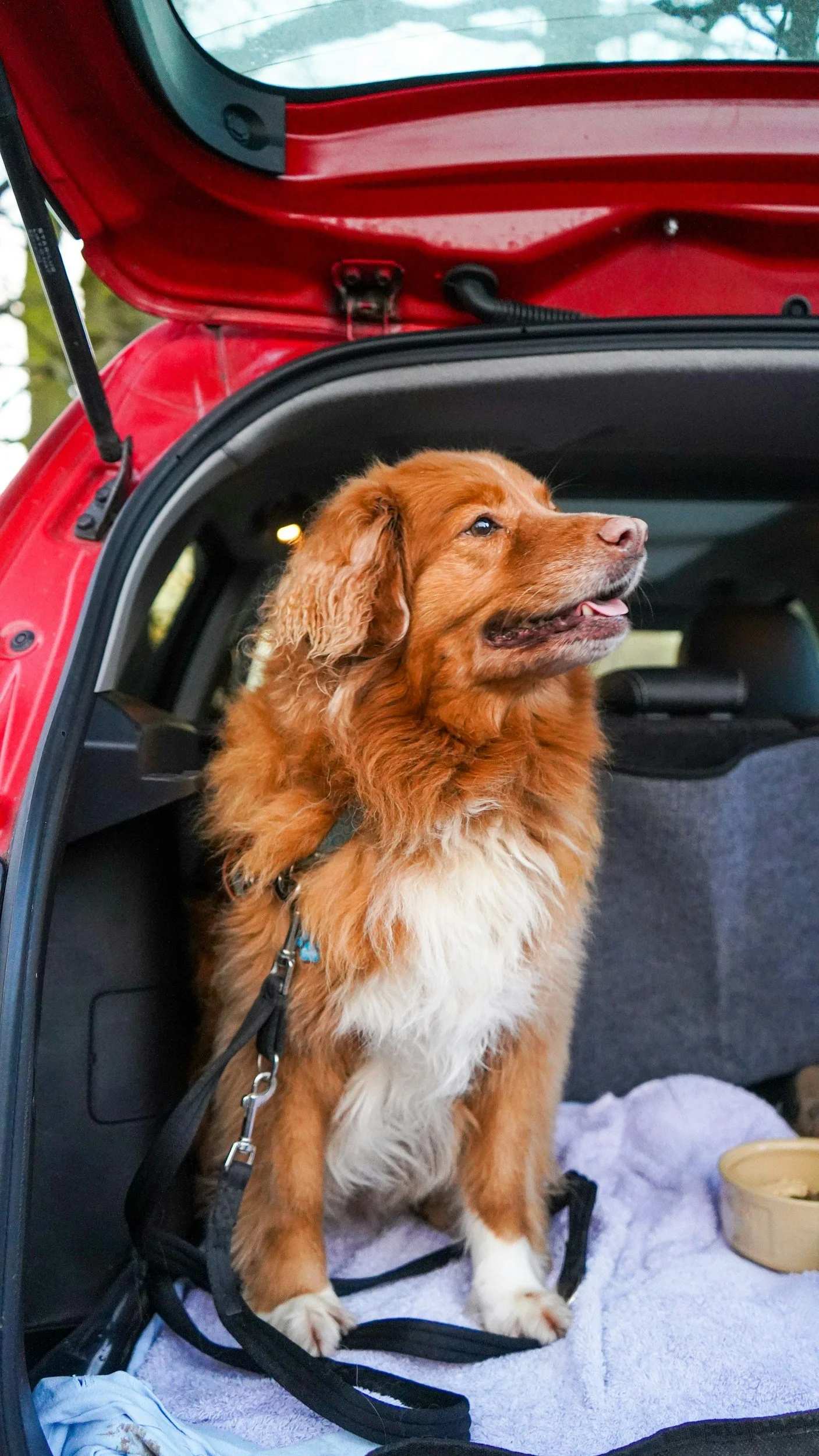 A folder dog sitting inside the trunk of a red car, with a towel and a dog bowl nearby.