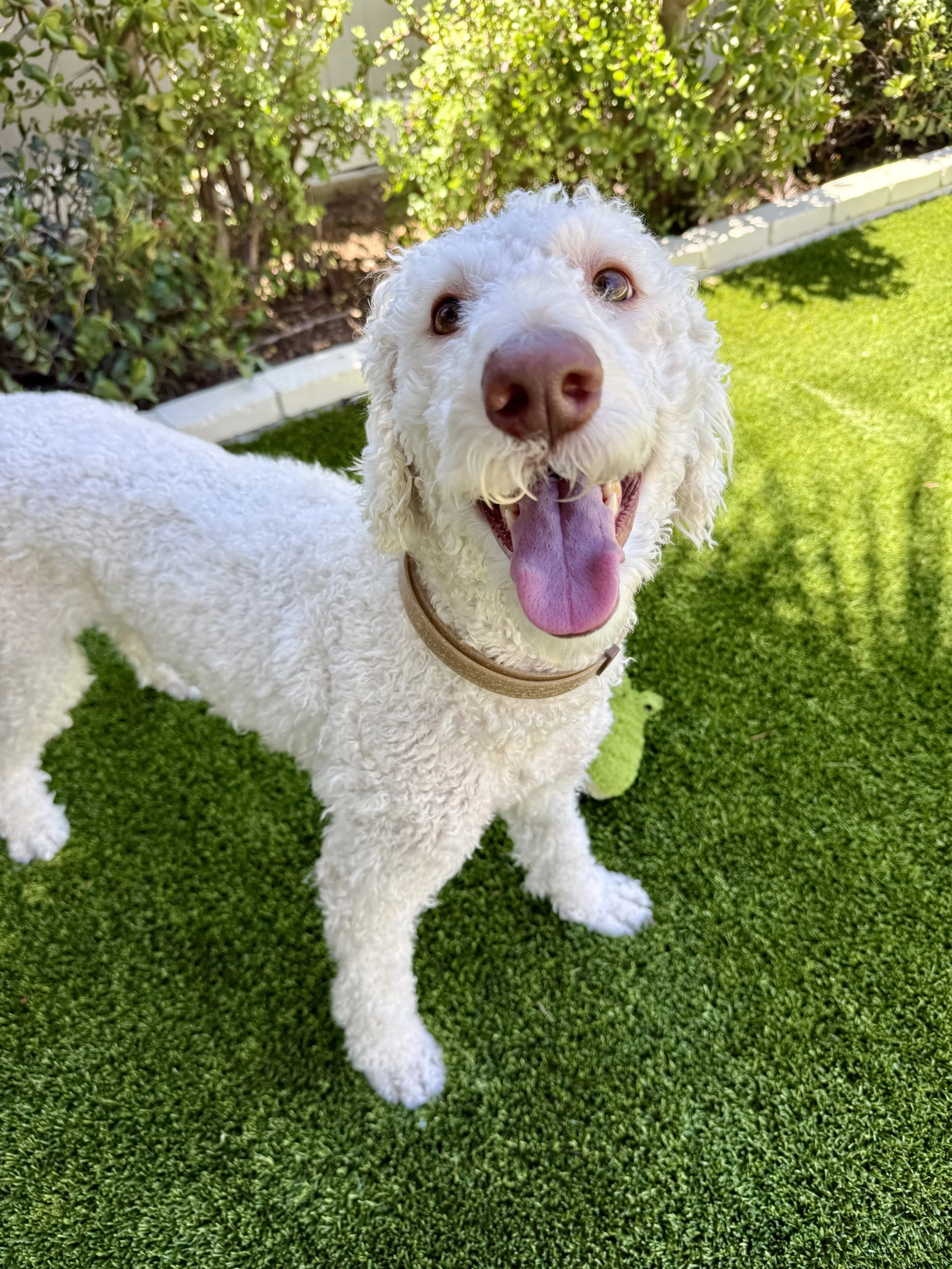 A happy white dog with curly fur, panting with tongue out, standing on green artificial grass in a garden with bushes and a brick border.