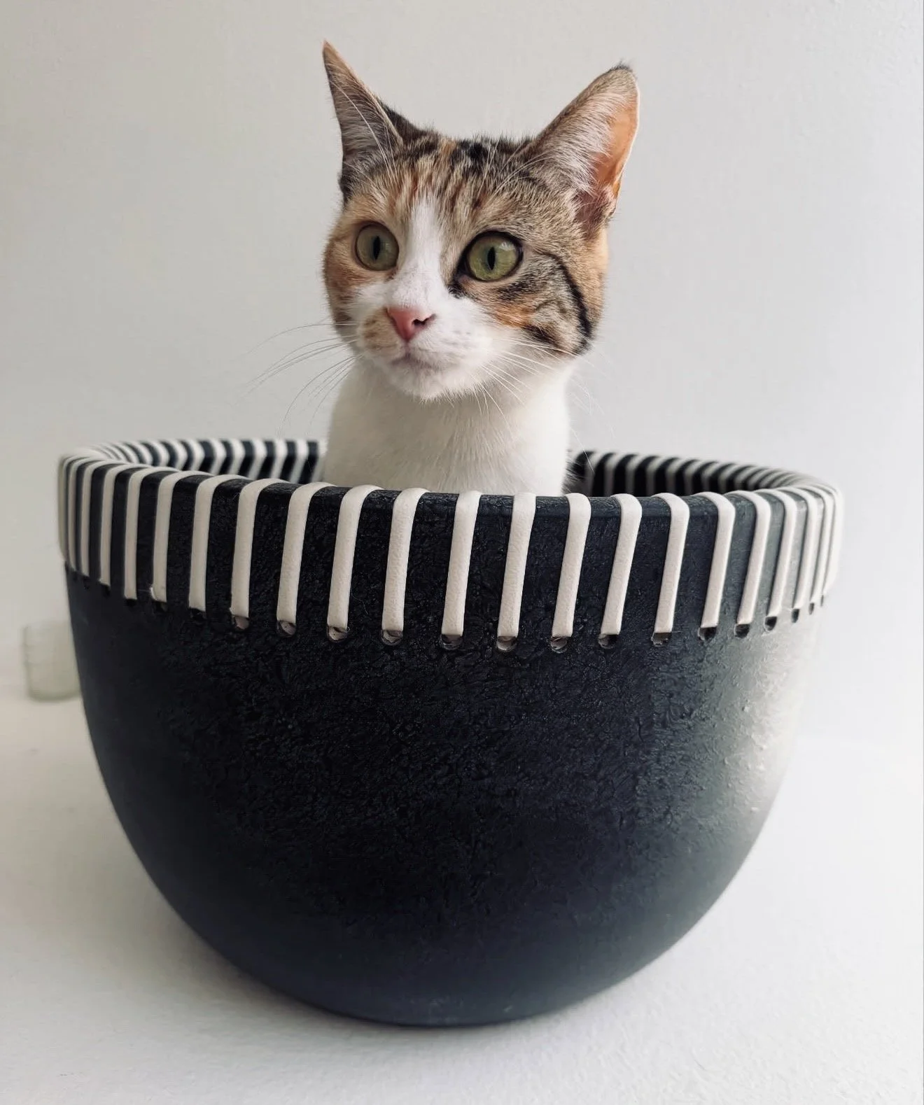A cat sitting inside a black and white bowl with a textured exterior and a striped rim, against a plain white background.