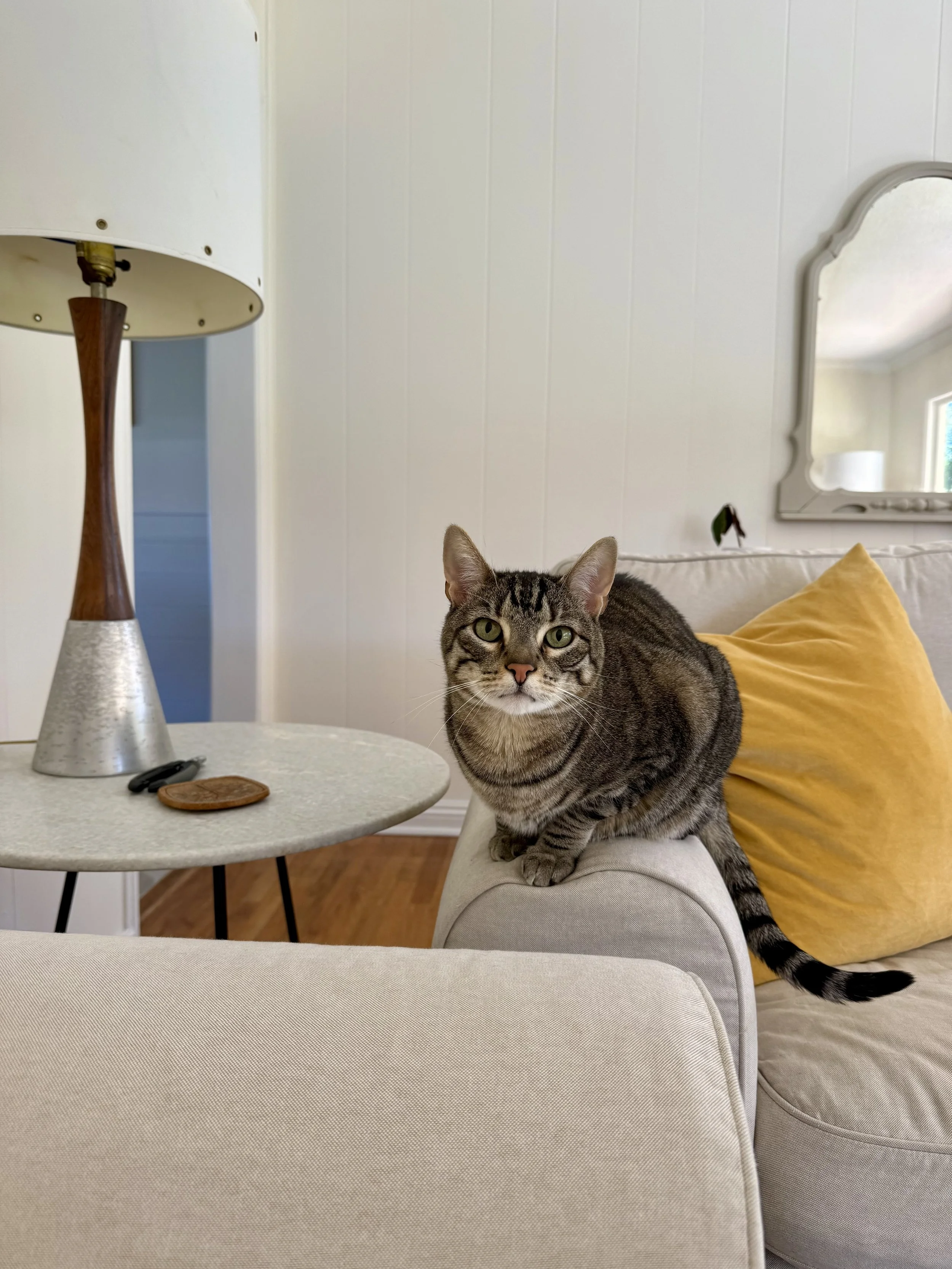 A domestic short-haired tabby cat sitting on the armrest of a light-colored sofa with a bright yellow pillow behind it. In the background, there is a beige wall with a white-framed mirror, a portion of a bed or sofa, and a window. To the left, a white round table with black legs holds a pair of black scissors, a small brown object, and a tall vintage-style lamp with a white shade and a wooden and metallic base.