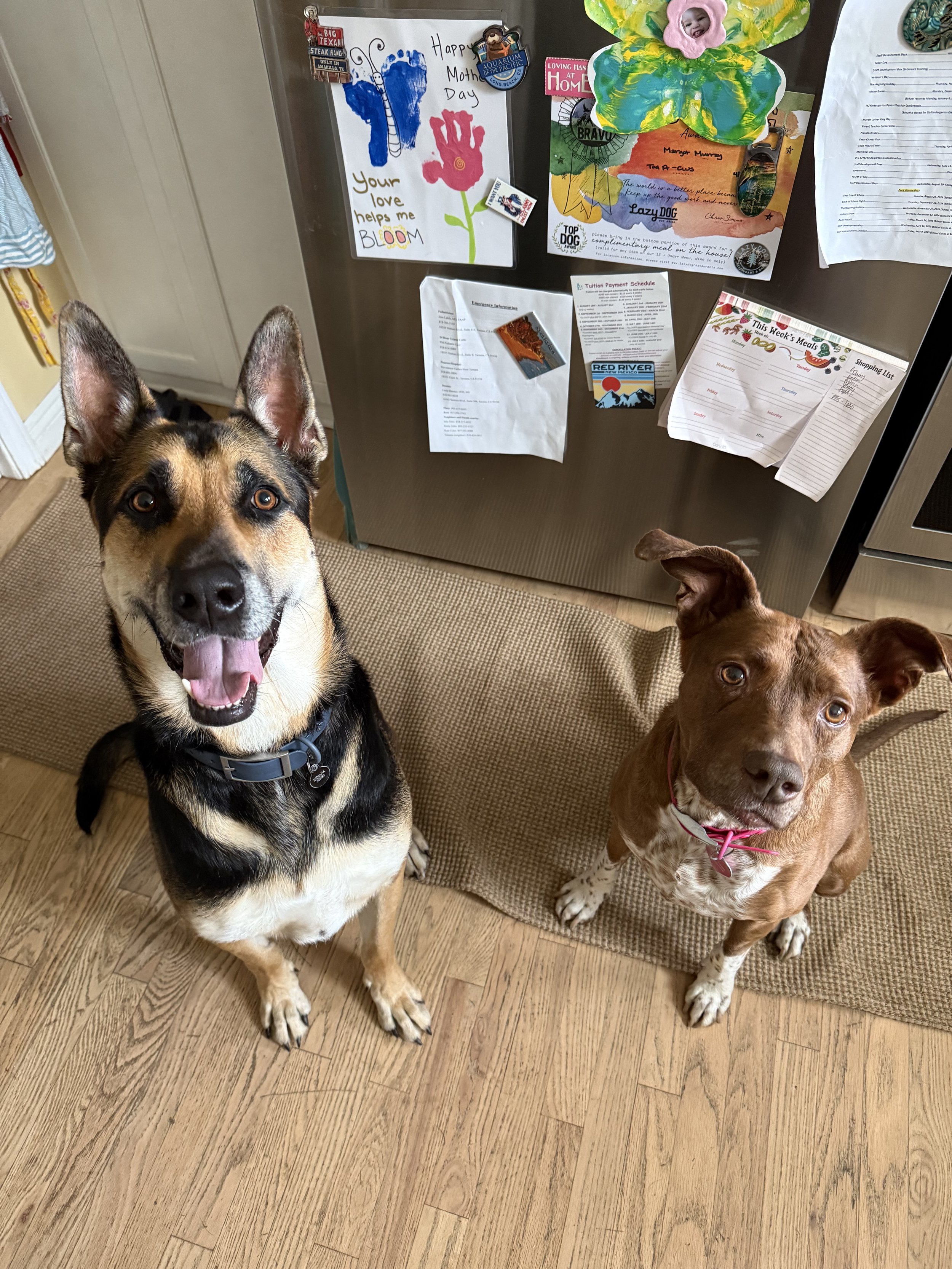 Two dogs sitting on a wooden floor looking at the camera. The dog on the left is black, white, and tan, with a happy expression and tongue out. The dog on the right is brown and white, wearing a pink collar. Behind them is a brown mat and a stainless steel refrigerator covered with children's drawings, colorful crafts, and various papers and labels.
