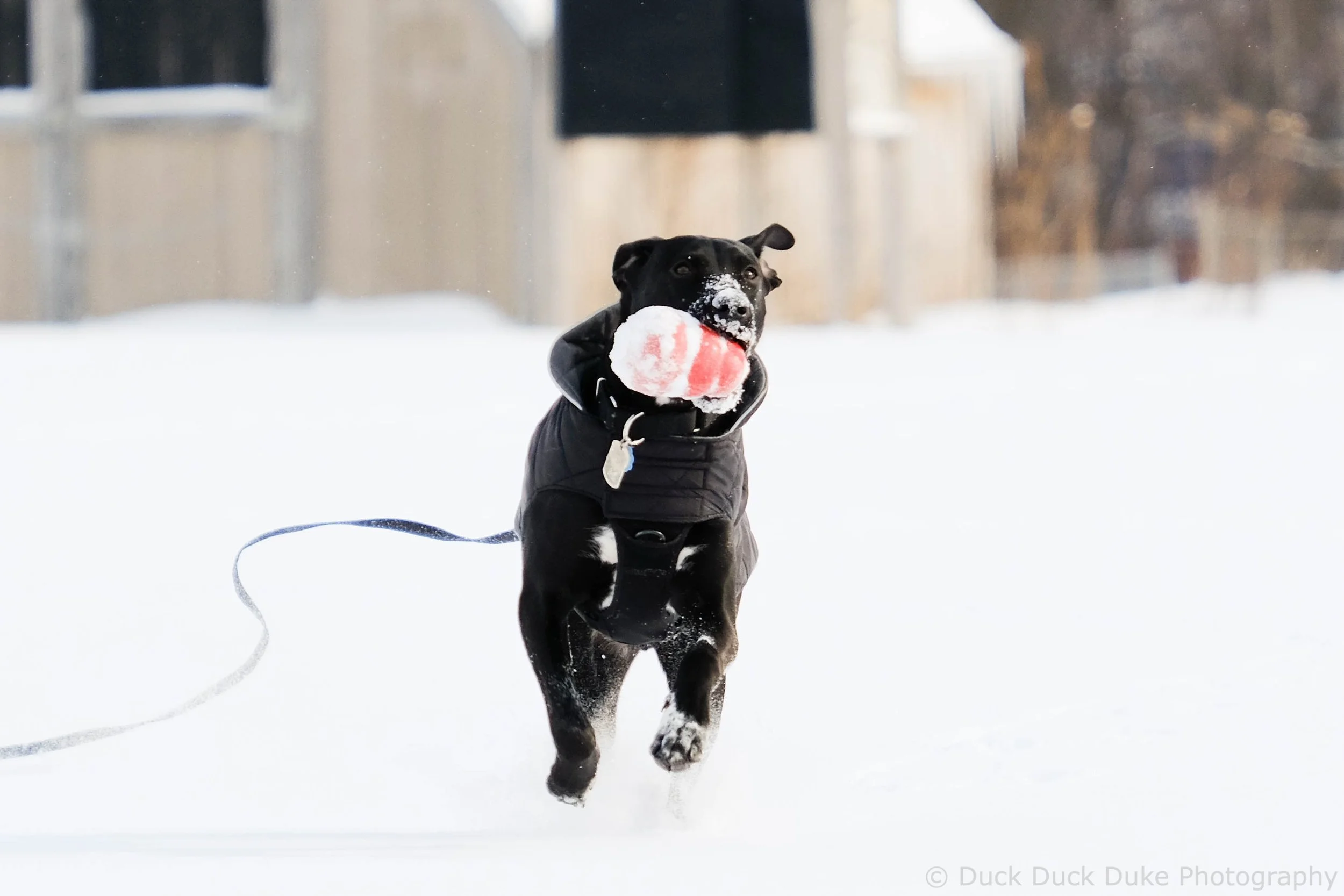 A black dog wearing a black jacket running through snow with a red and white ball in its mouth.