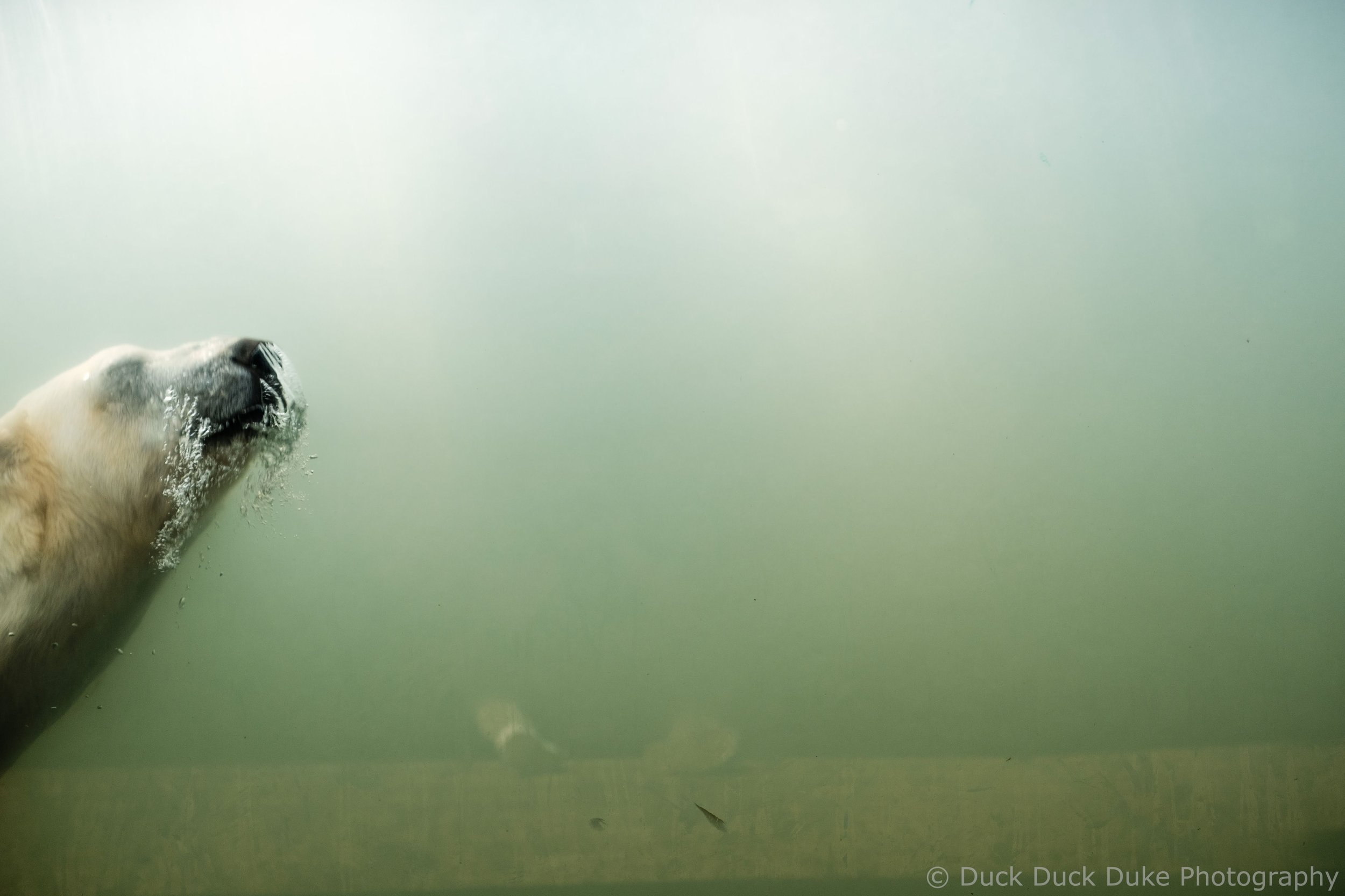 A close-up of a polar bear swimming underwater, with only its upper head and part of its body visible against a pale green background.