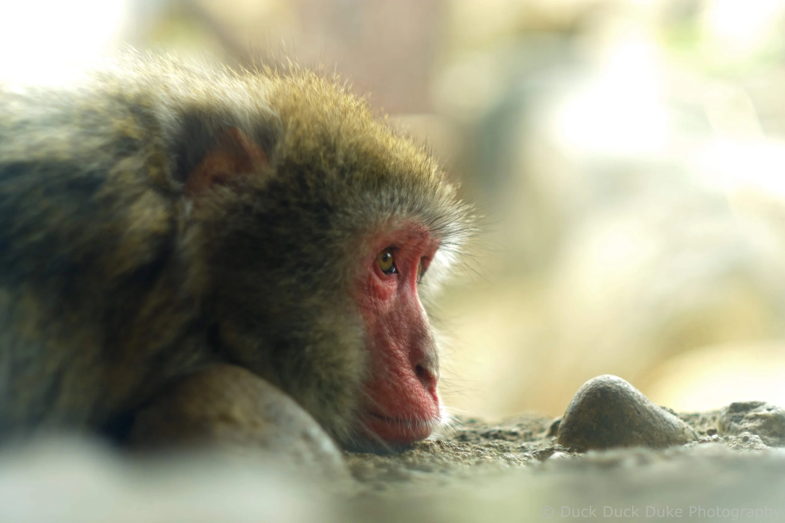 Close-up of a monkey with reddish face, focusing on its head and eye, on a natural ground with rocks.