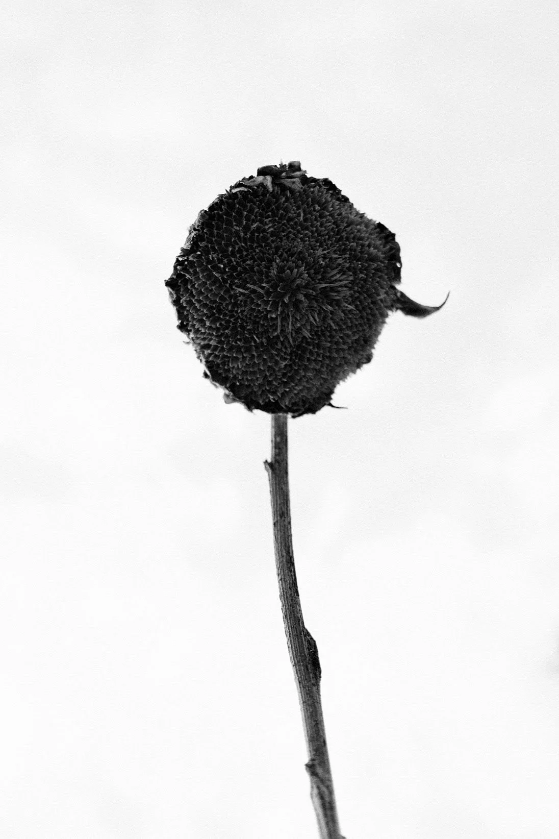 Black and white photo of a dried sunflower head on a stem against a plain background.